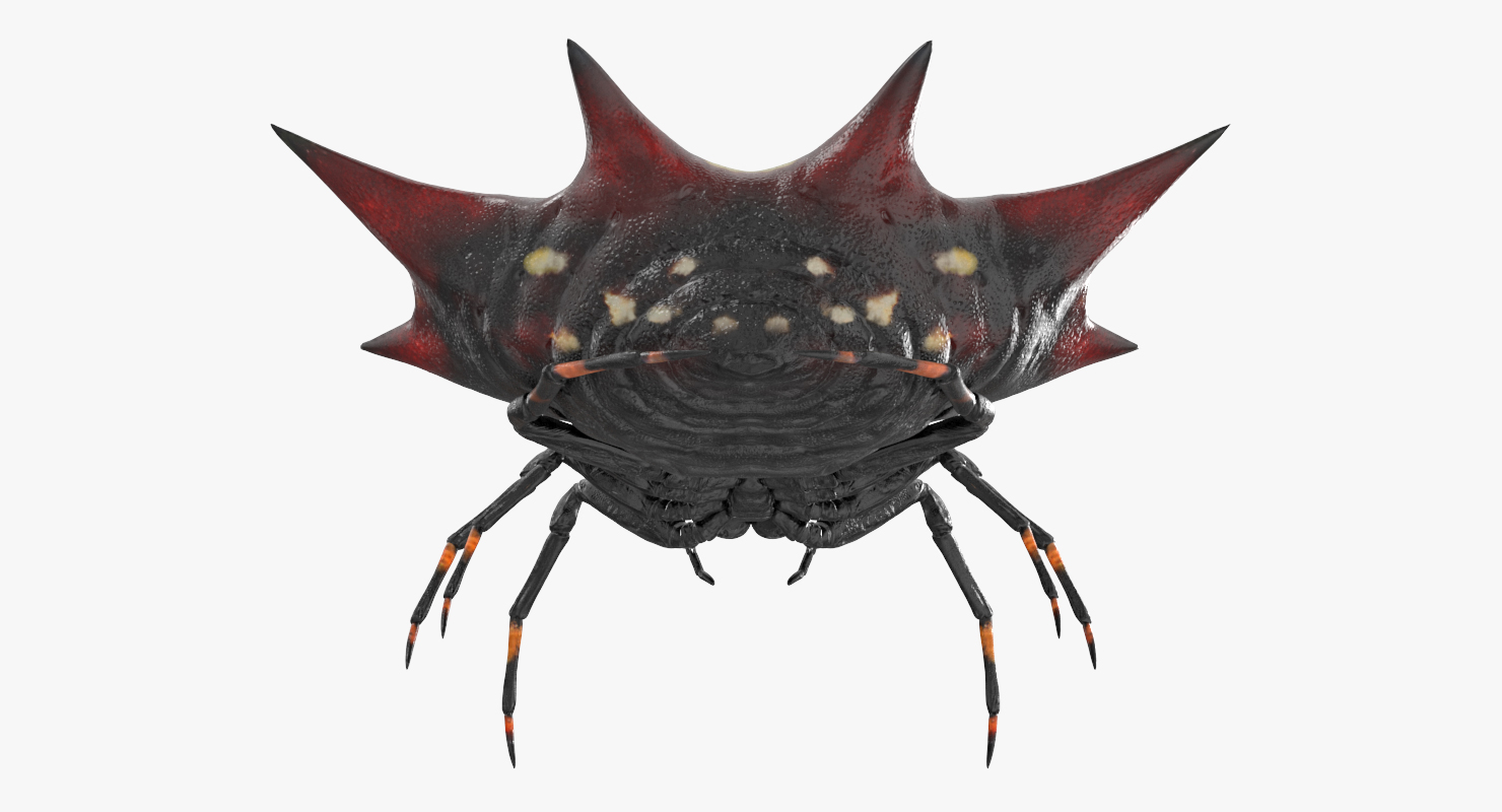 3D model Spiny Orb Weaver Spider Rigged