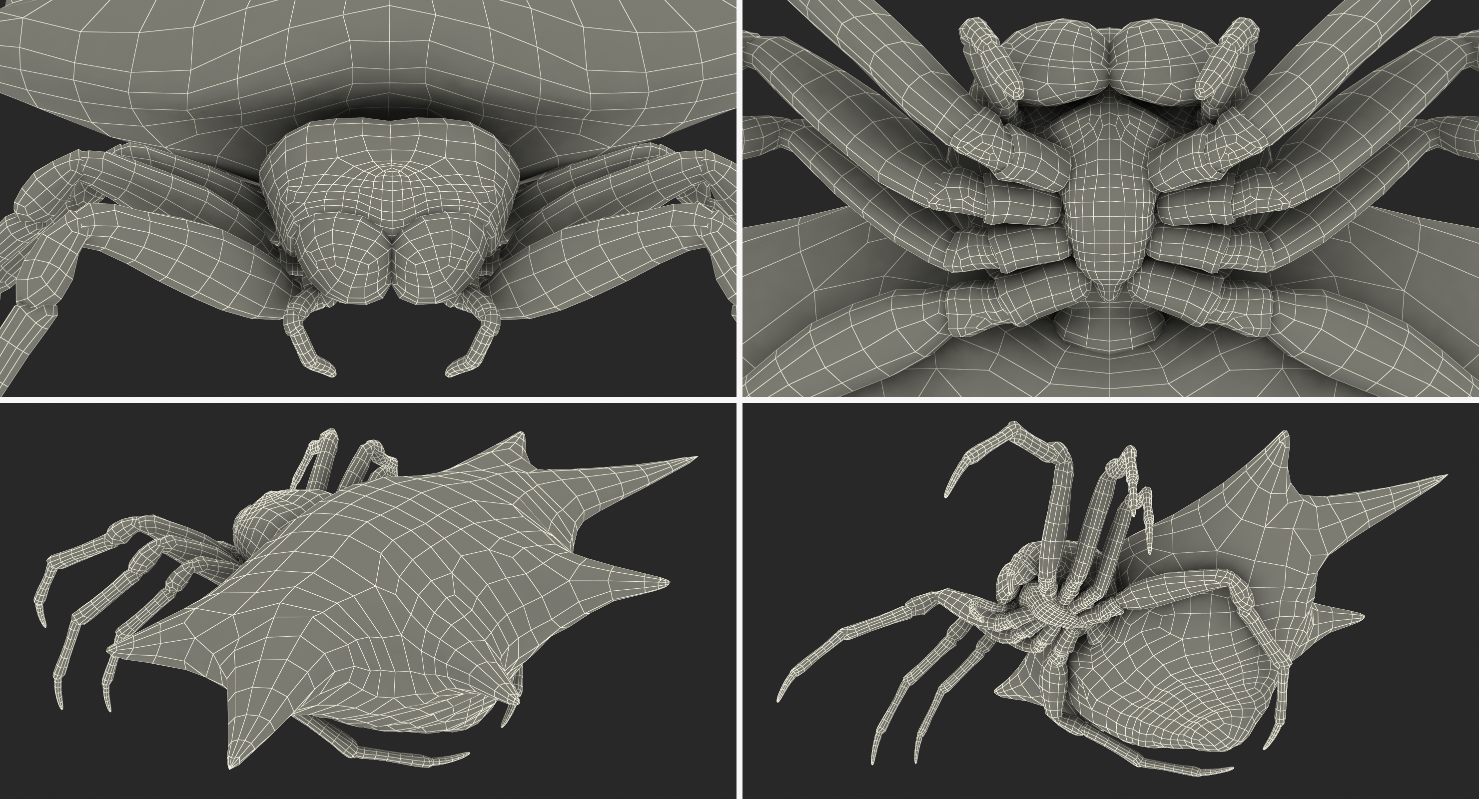 3D model Spiny Orb Weaver Spider Rigged