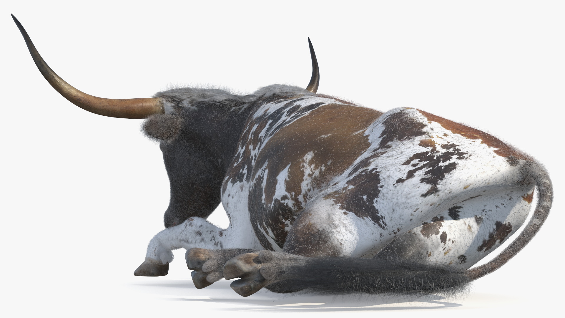 Lying Longhorn Bull Mottled Brown Fur 3D