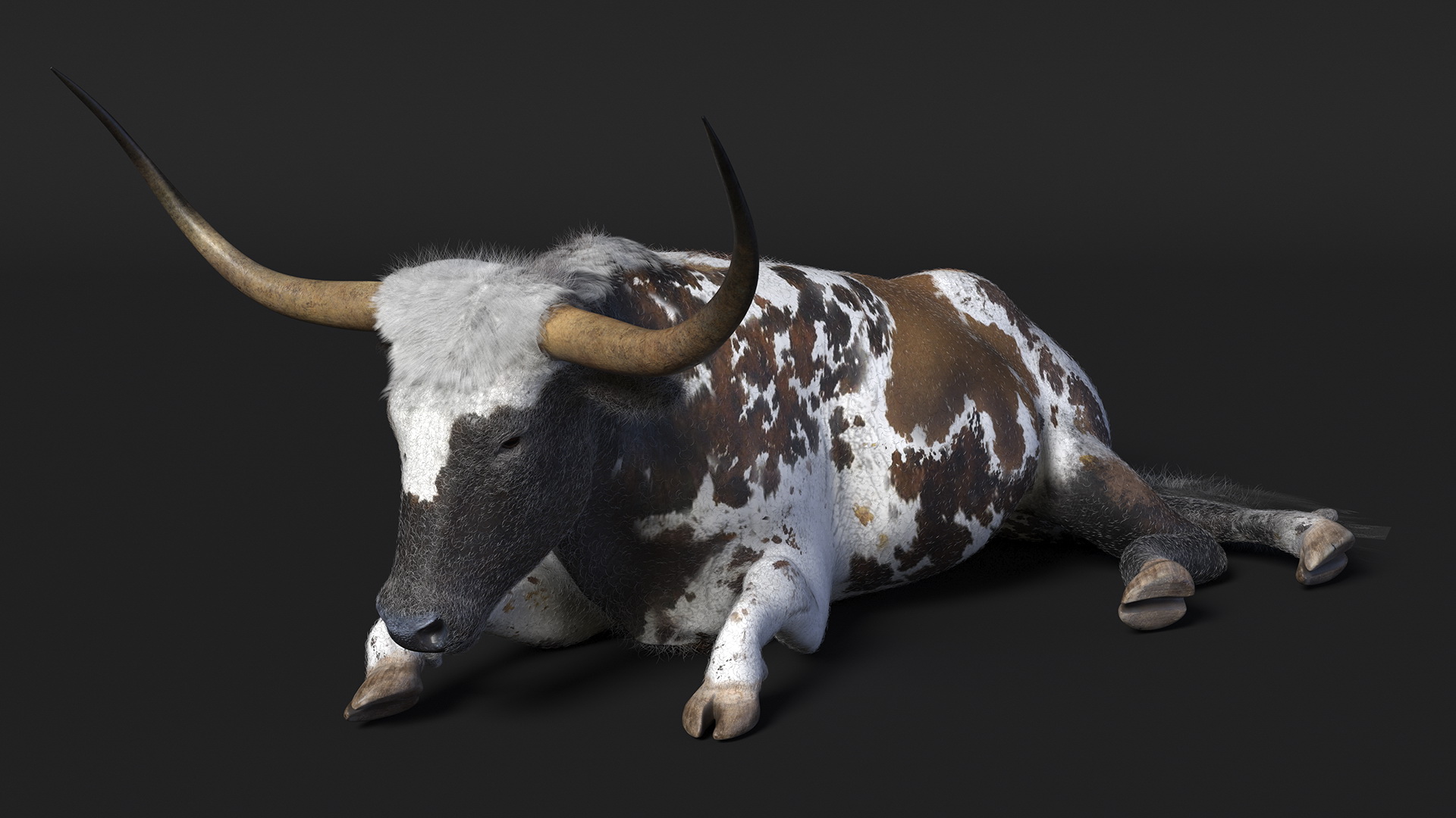 Lying Longhorn Bull Mottled Brown Fur 3D