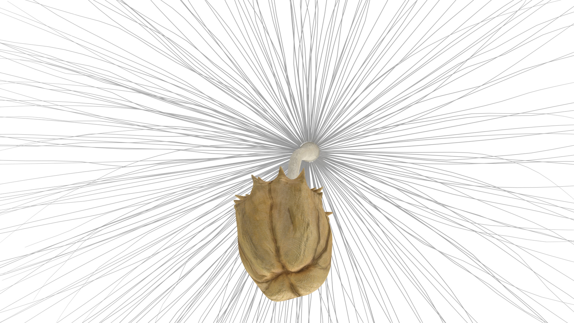 Dandelion Seed 3D model