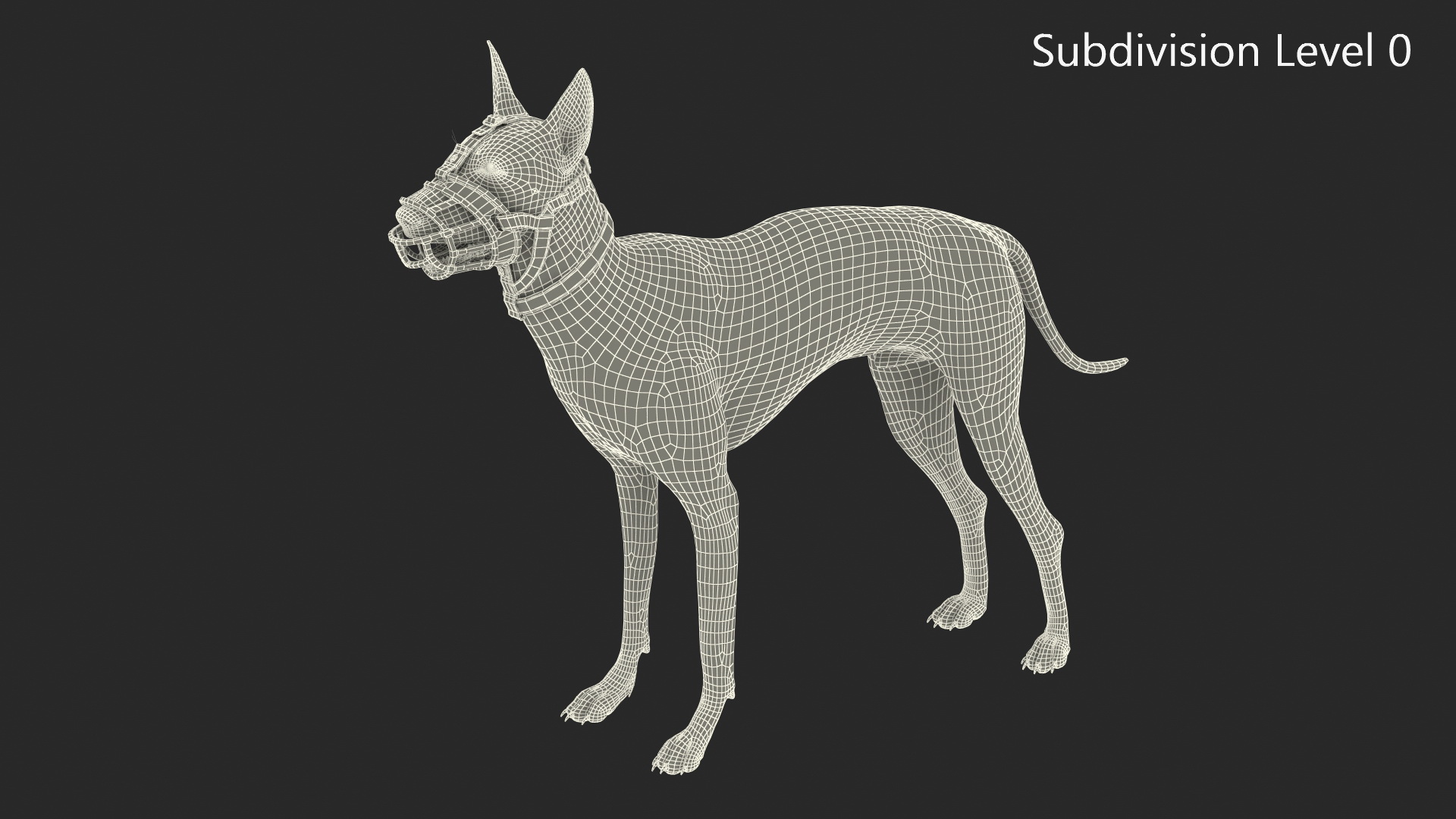 Xoloitzcuintli in a Baskerville Muzzle Fur 3D