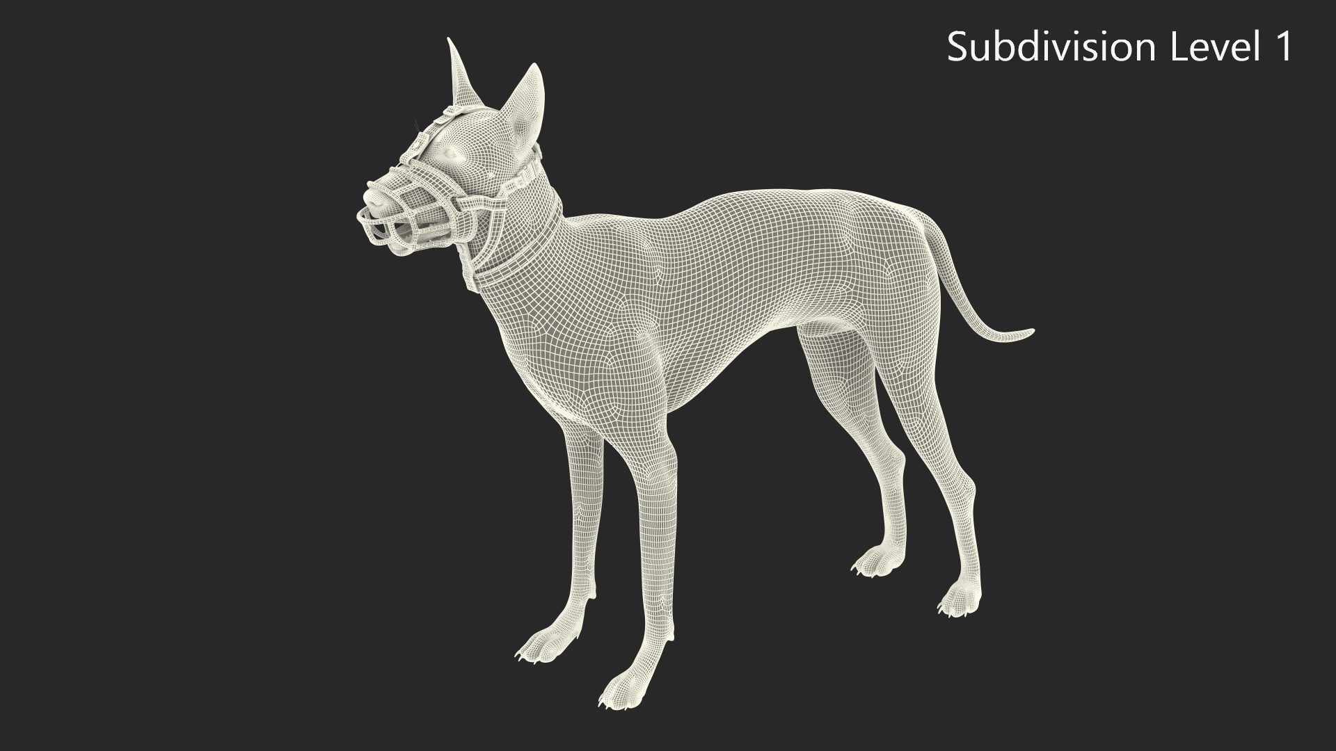 Xoloitzcuintli in a Baskerville Muzzle Fur 3D