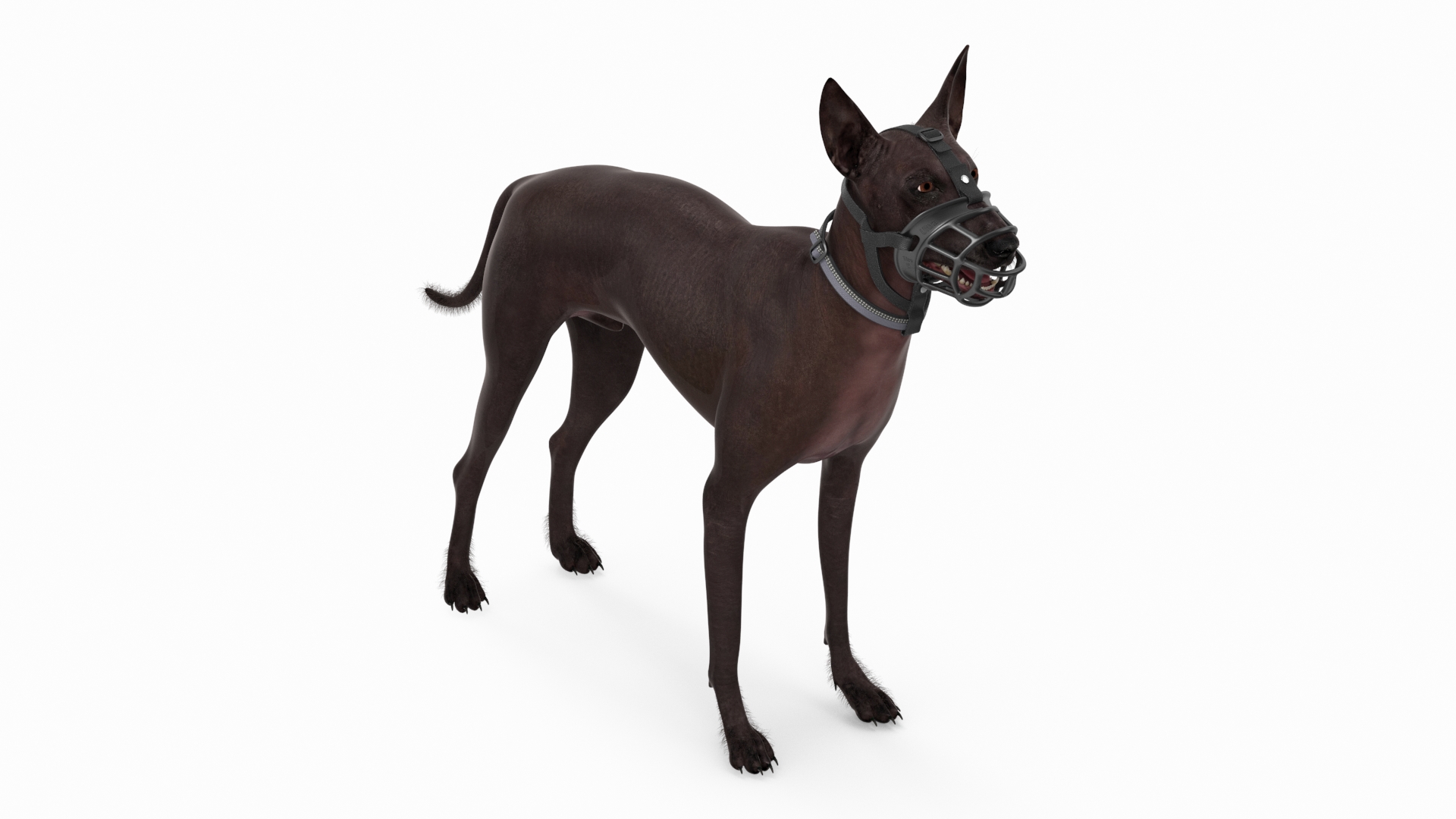 Xoloitzcuintli in a Baskerville Muzzle Fur 3D