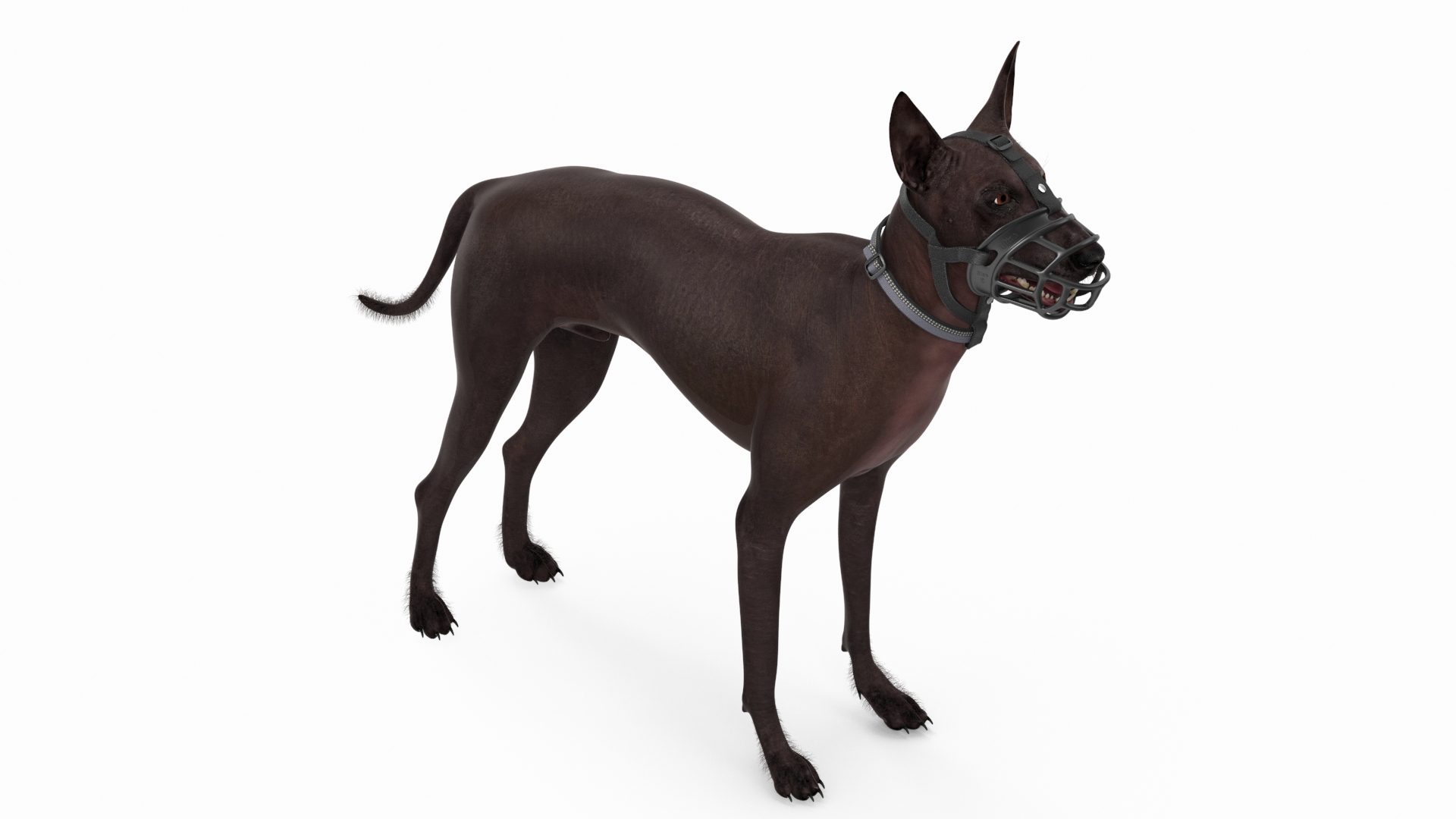 Xoloitzcuintli in a Baskerville Muzzle Fur 3D