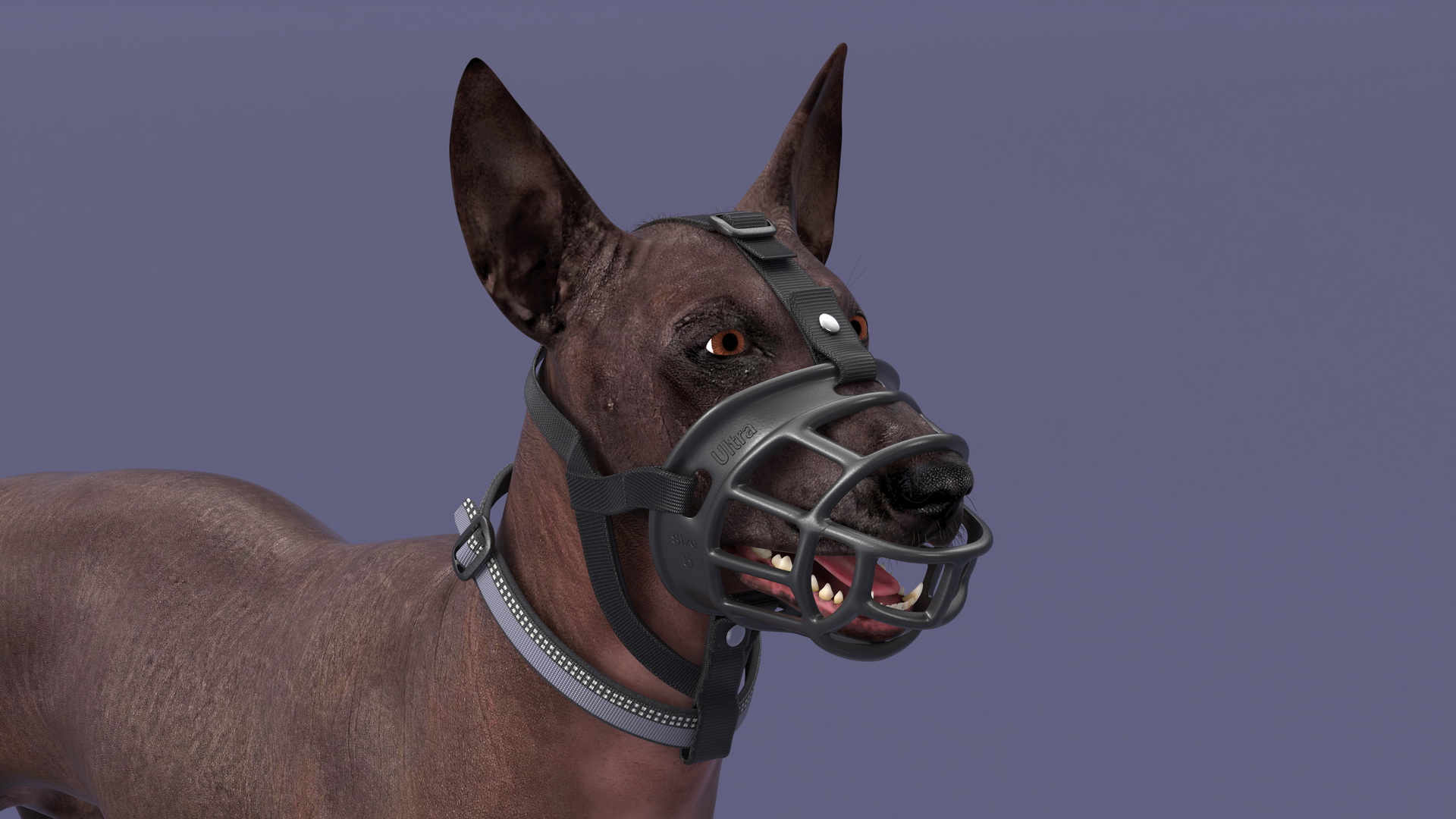 Xoloitzcuintli in a Baskerville Muzzle Fur 3D