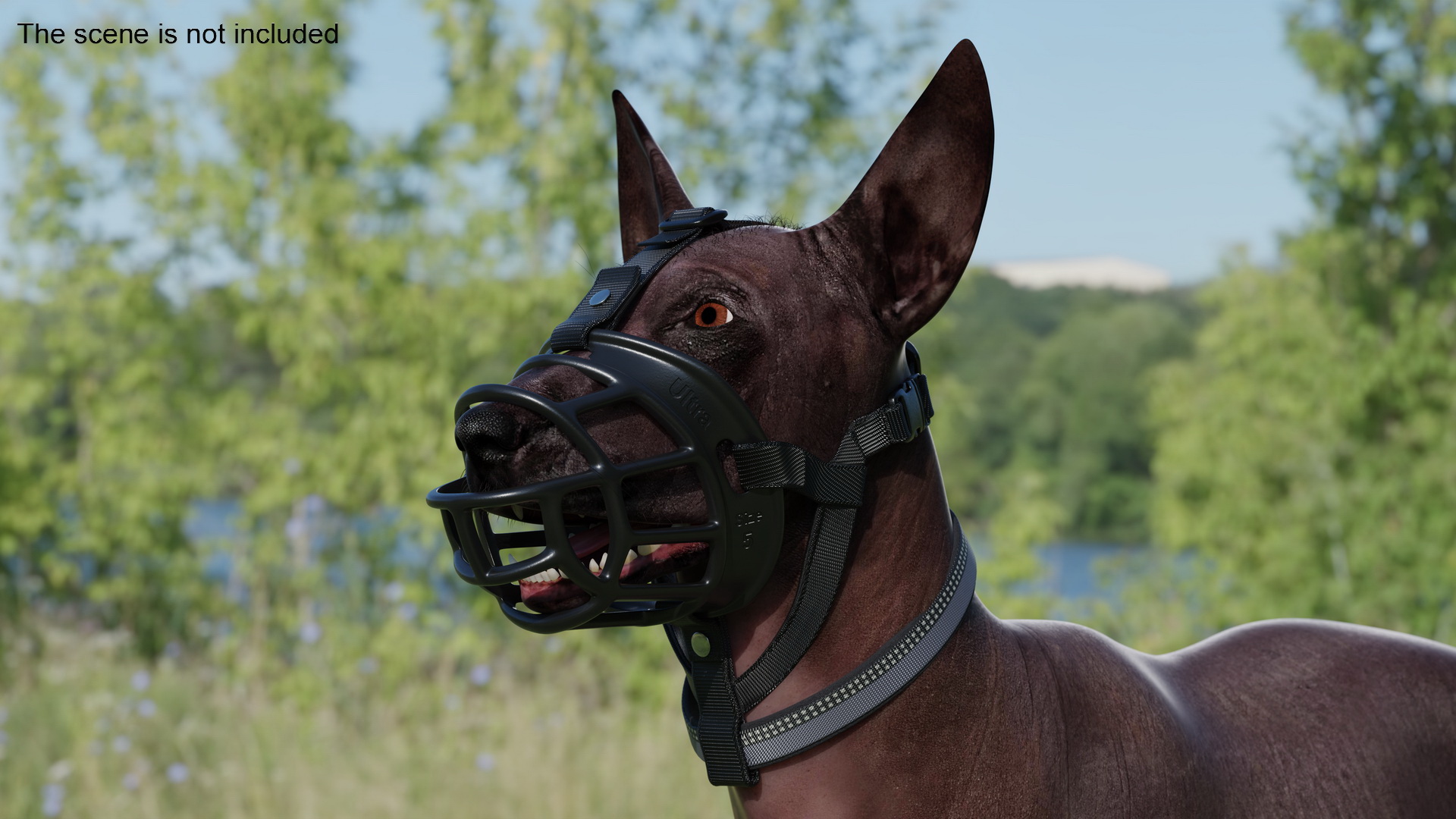 Xoloitzcuintli in a Baskerville Muzzle Fur 3D