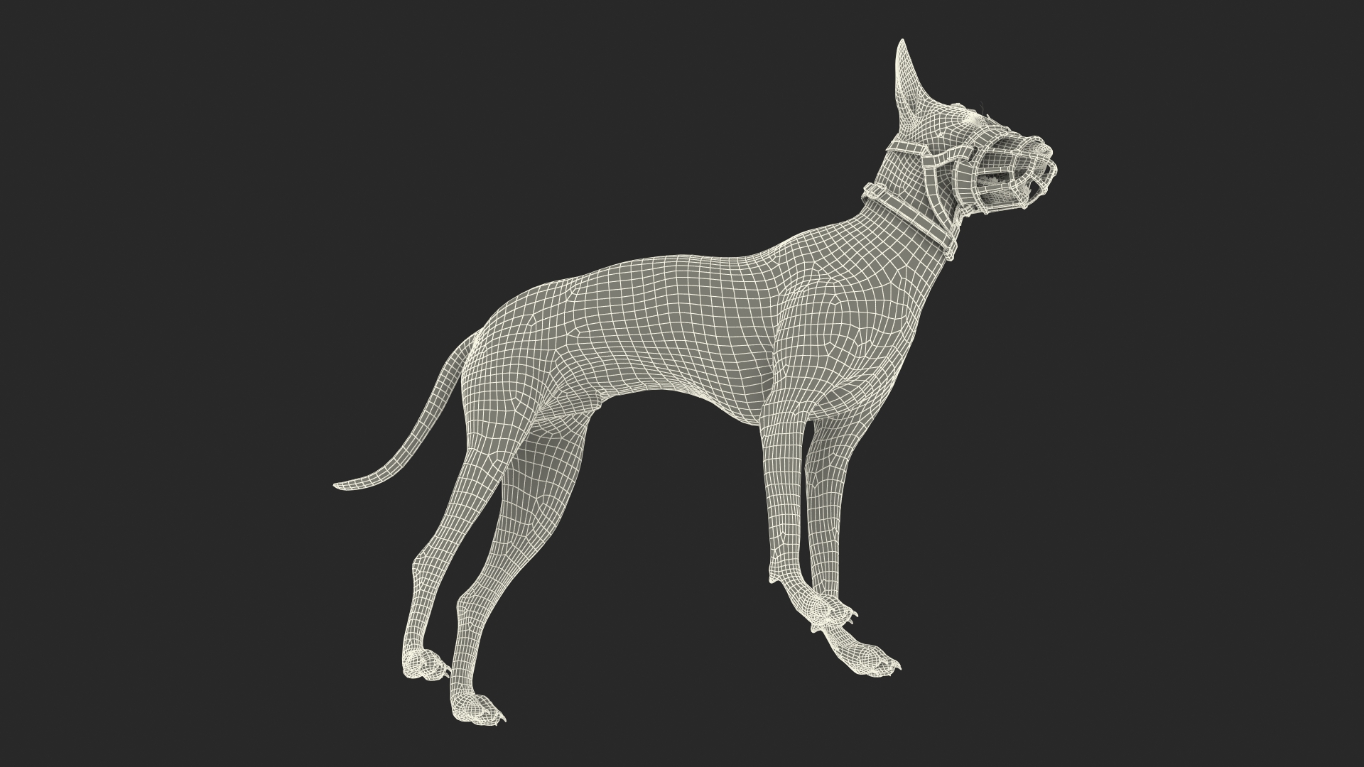 Xoloitzcuintli in a Baskerville Muzzle Fur 3D