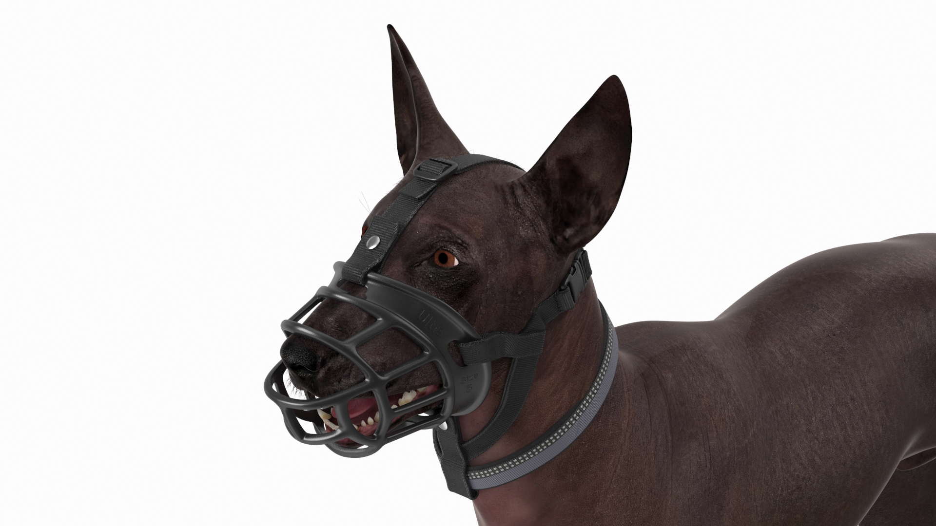 Xoloitzcuintli in a Baskerville Muzzle Fur 3D