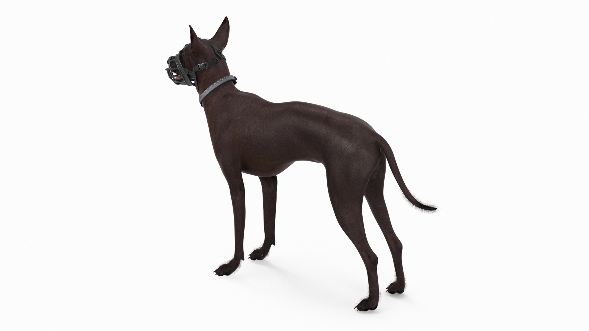 Xoloitzcuintli in a Baskerville Muzzle Fur 3D