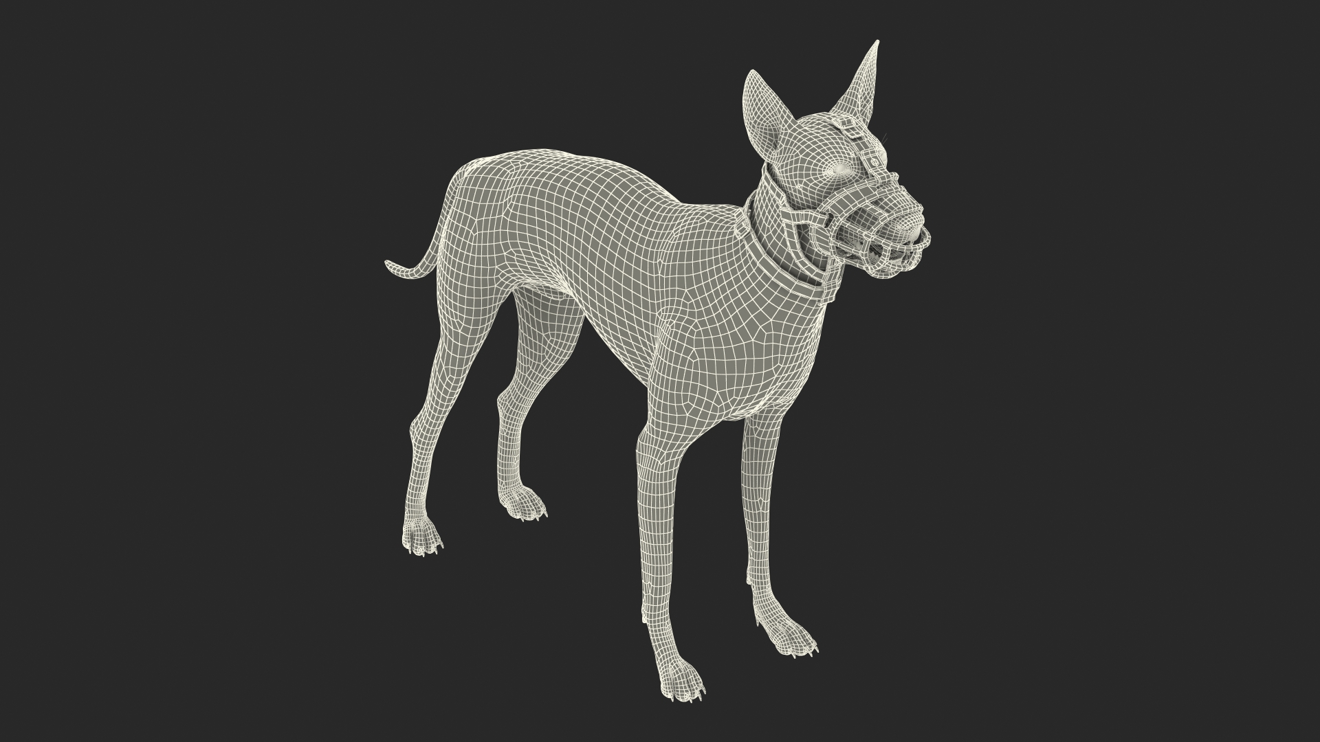 Xoloitzcuintli in a Baskerville Muzzle Fur 3D