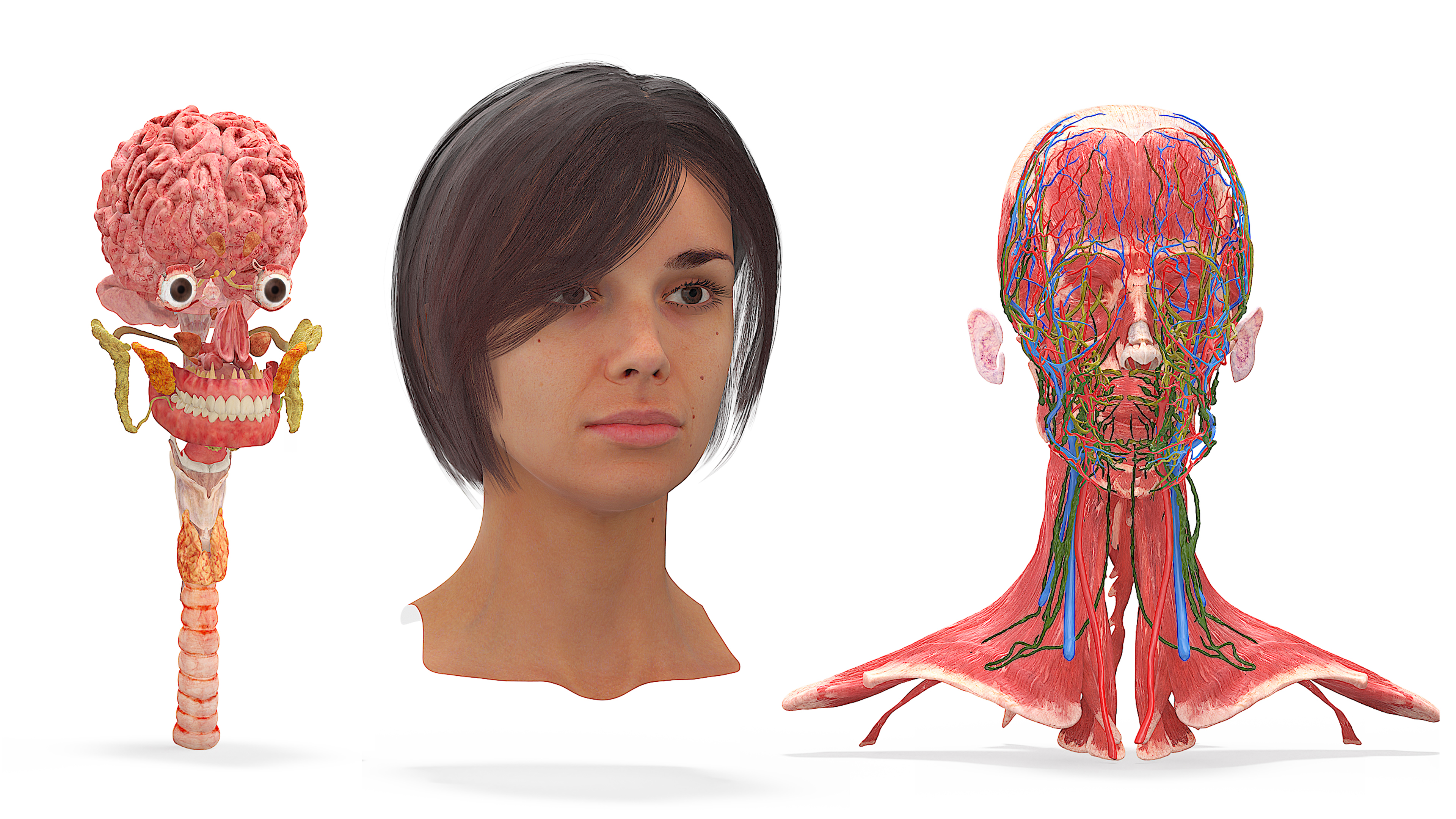 Female Head Realistic Anatomy 3D model