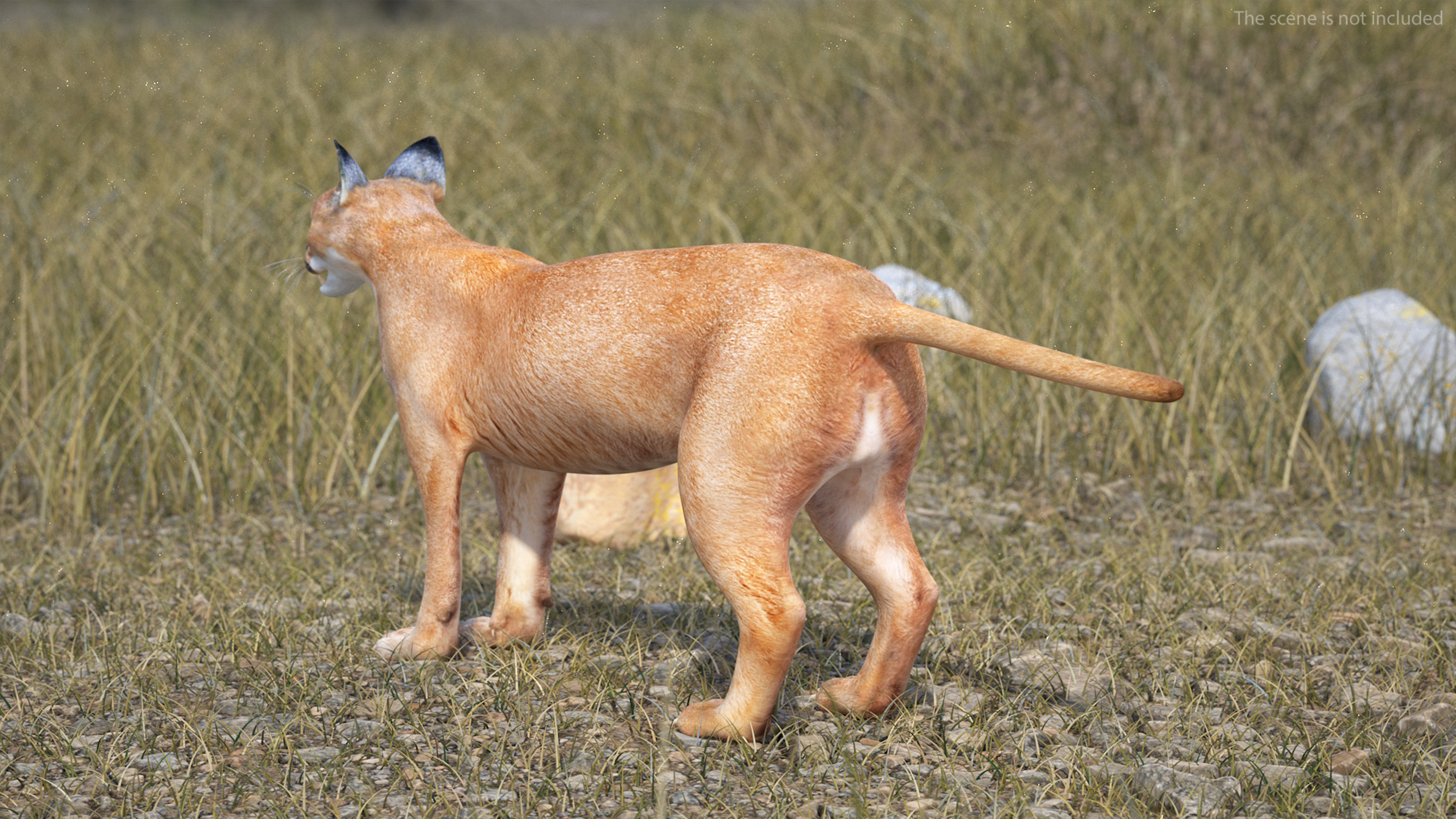 Caracal 3D model