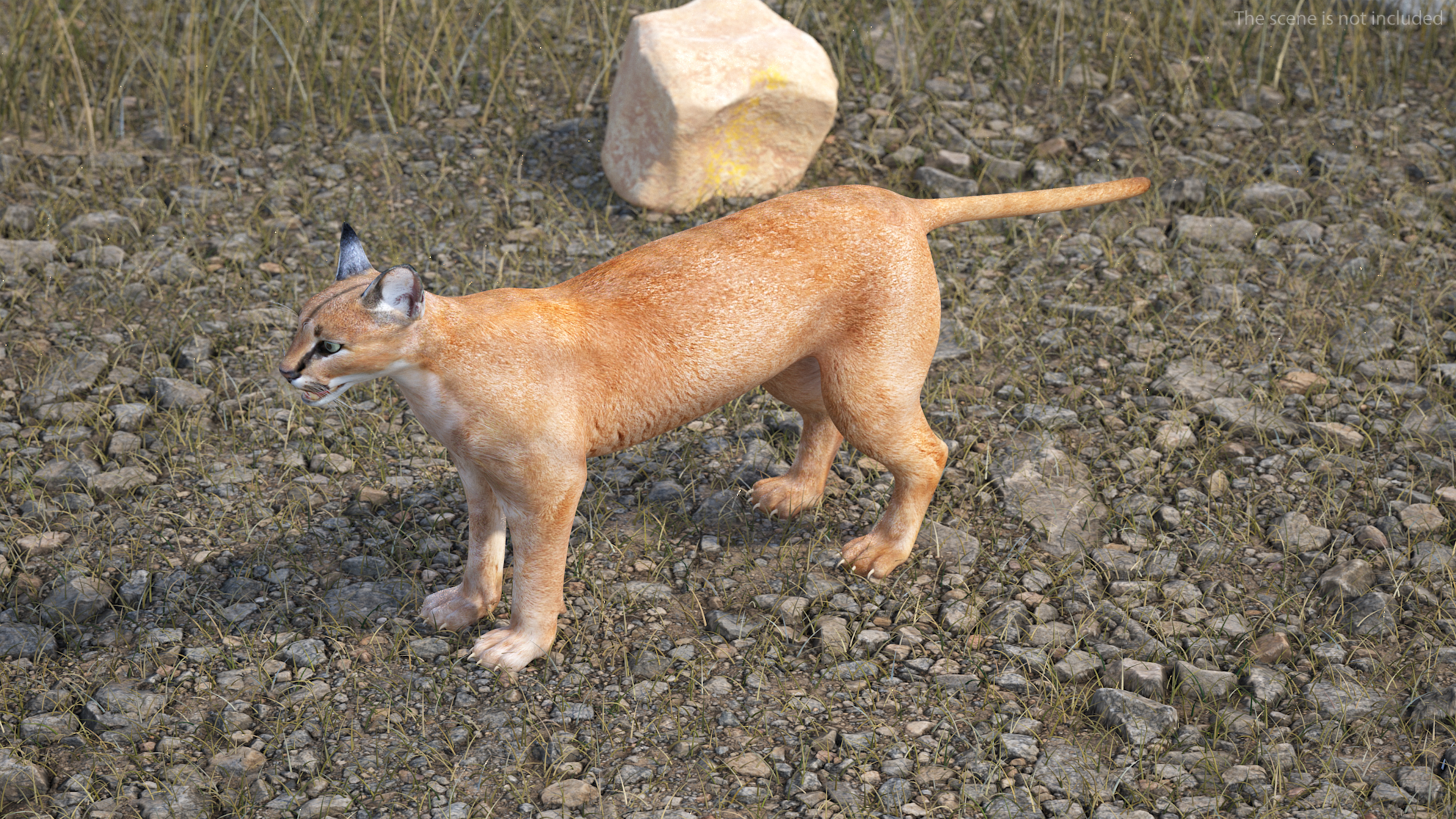 Caracal 3D model