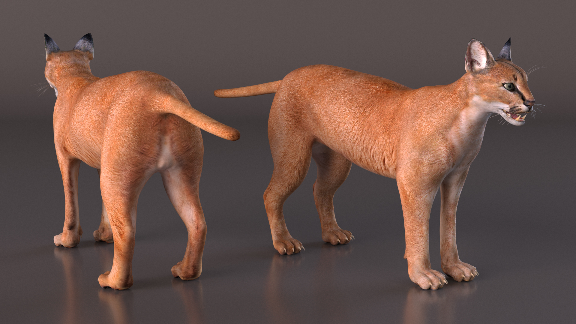 Caracal 3D model