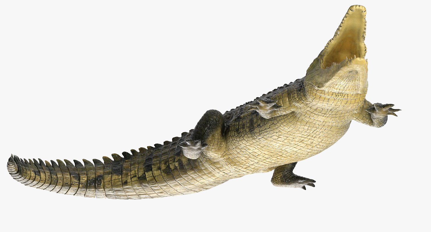 Crocodile Attacks Pose 2 3D model