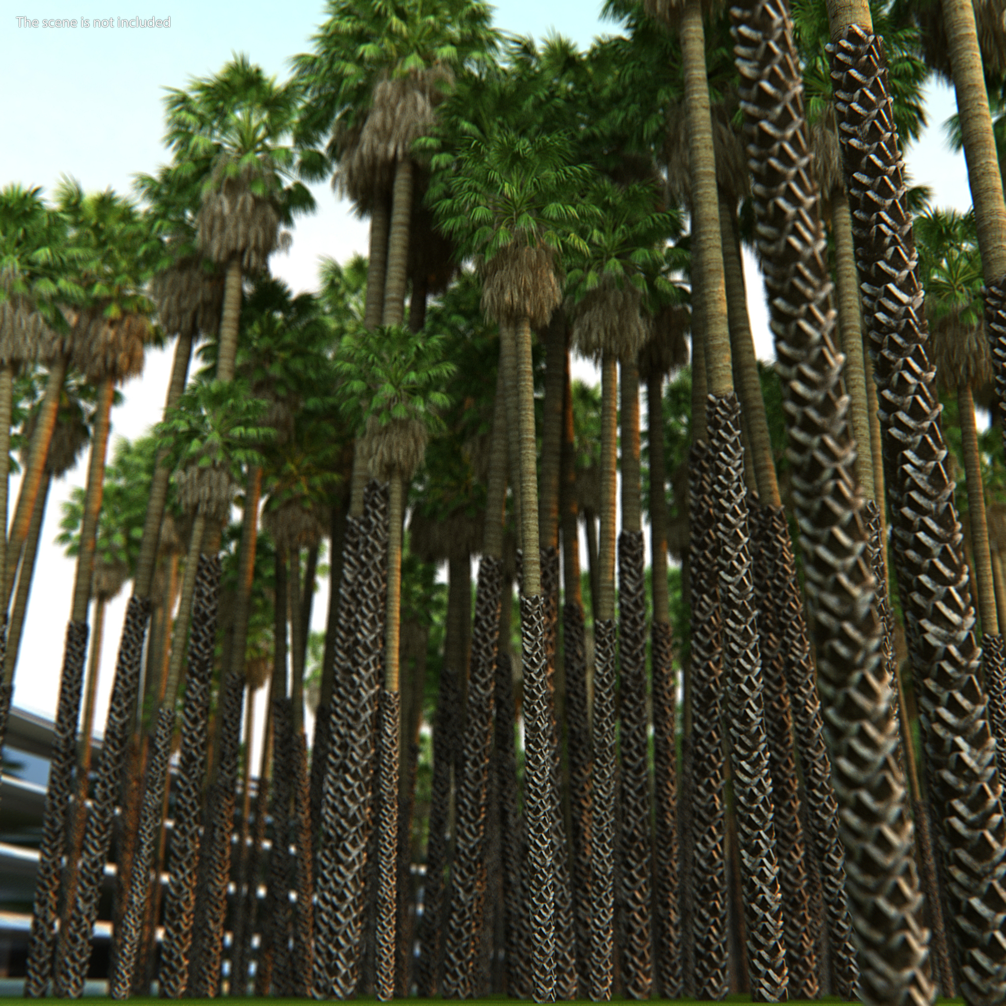 3D model Washingtonia Robusta