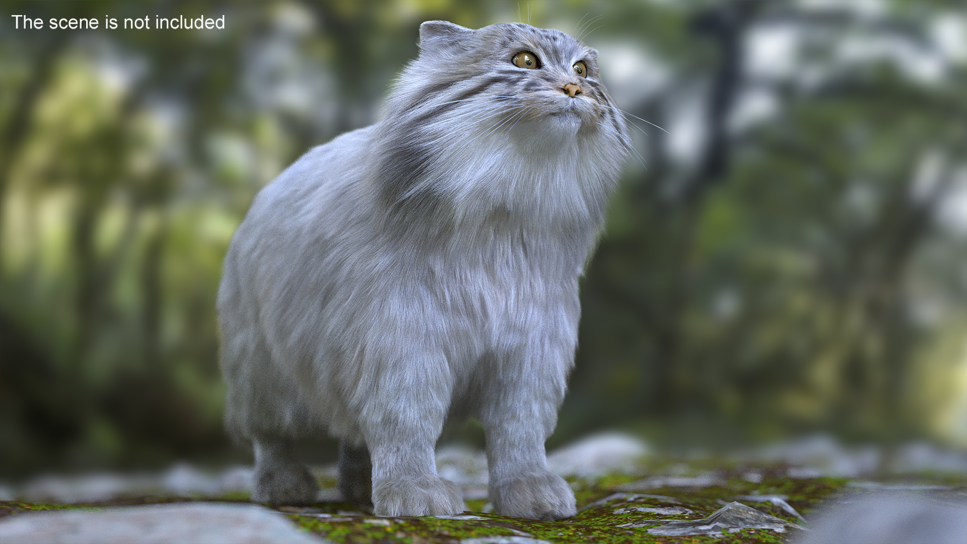 Pallas Cat Fur 3D model