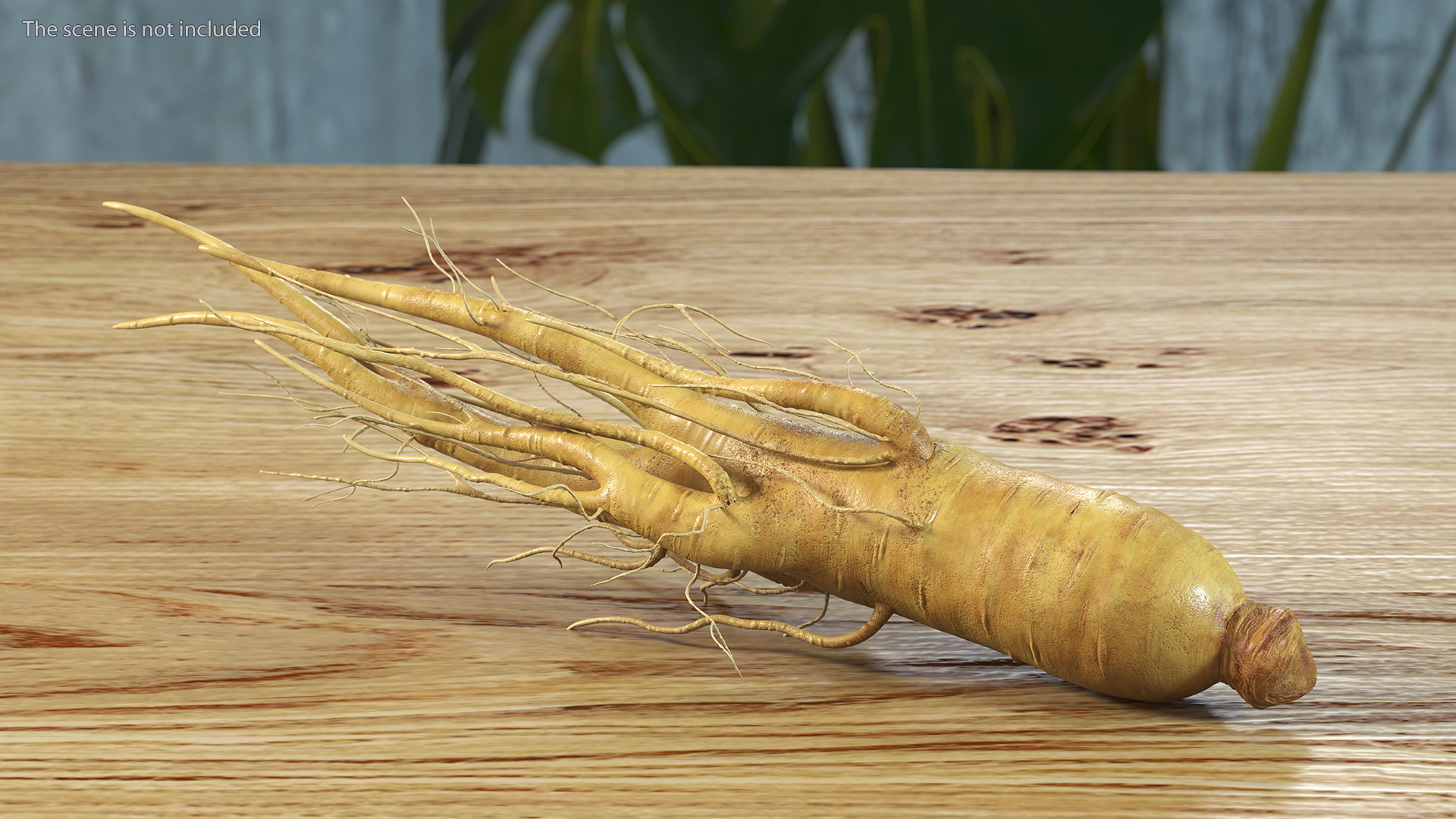 3D Fresh Ginseng Root model