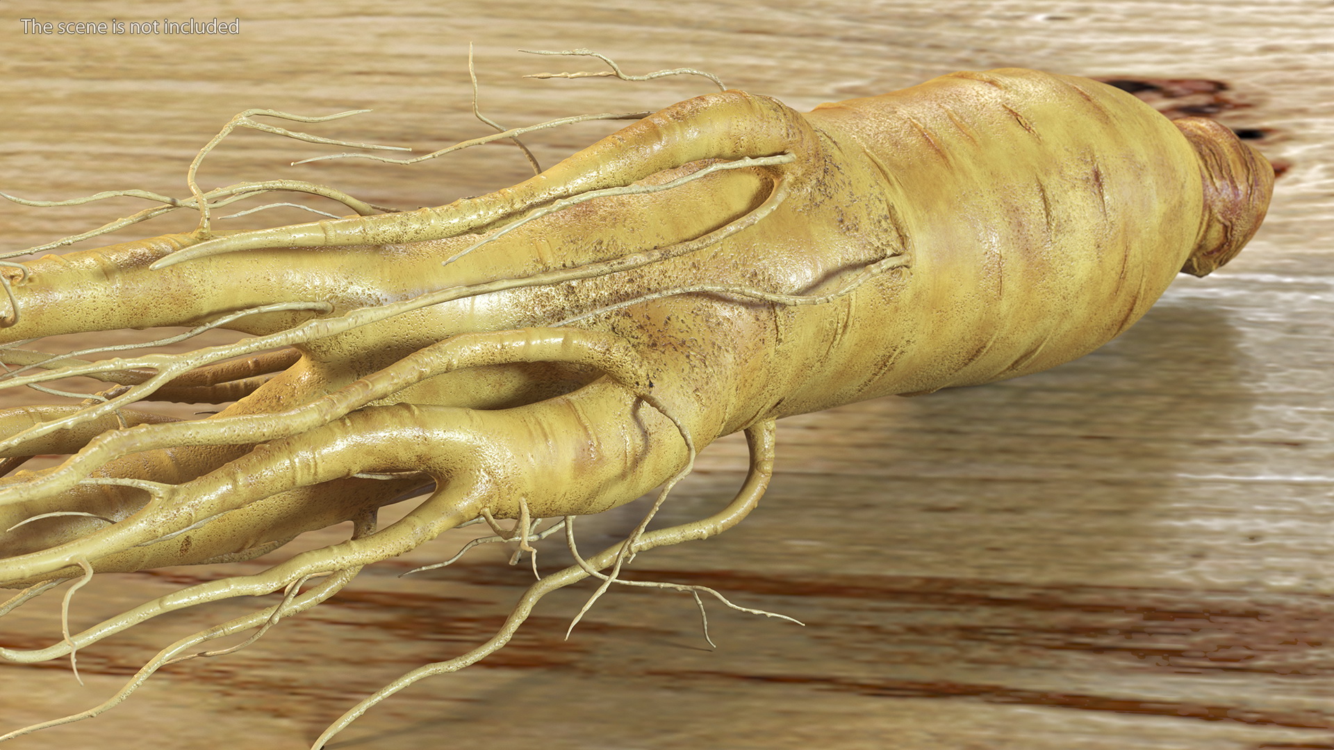 3D Fresh Ginseng Root model