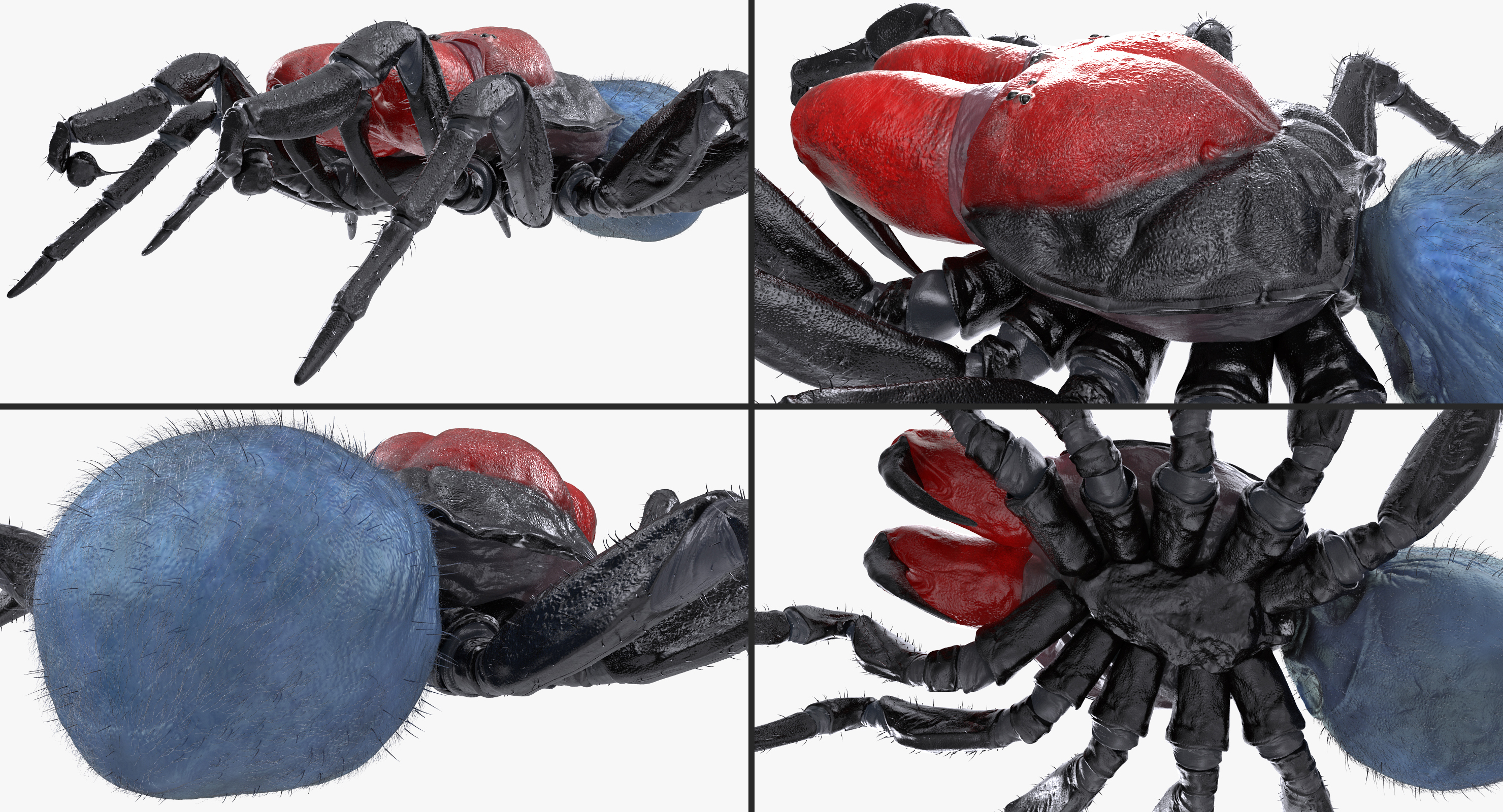 3D model Missulena Occatoria Spider with Fur