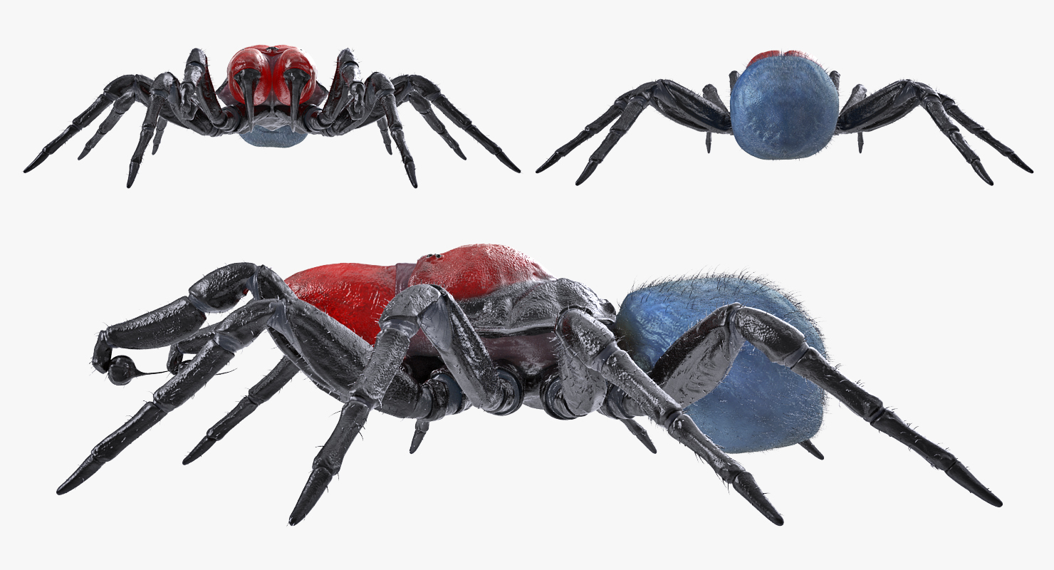 3D model Missulena Occatoria Spider with Fur