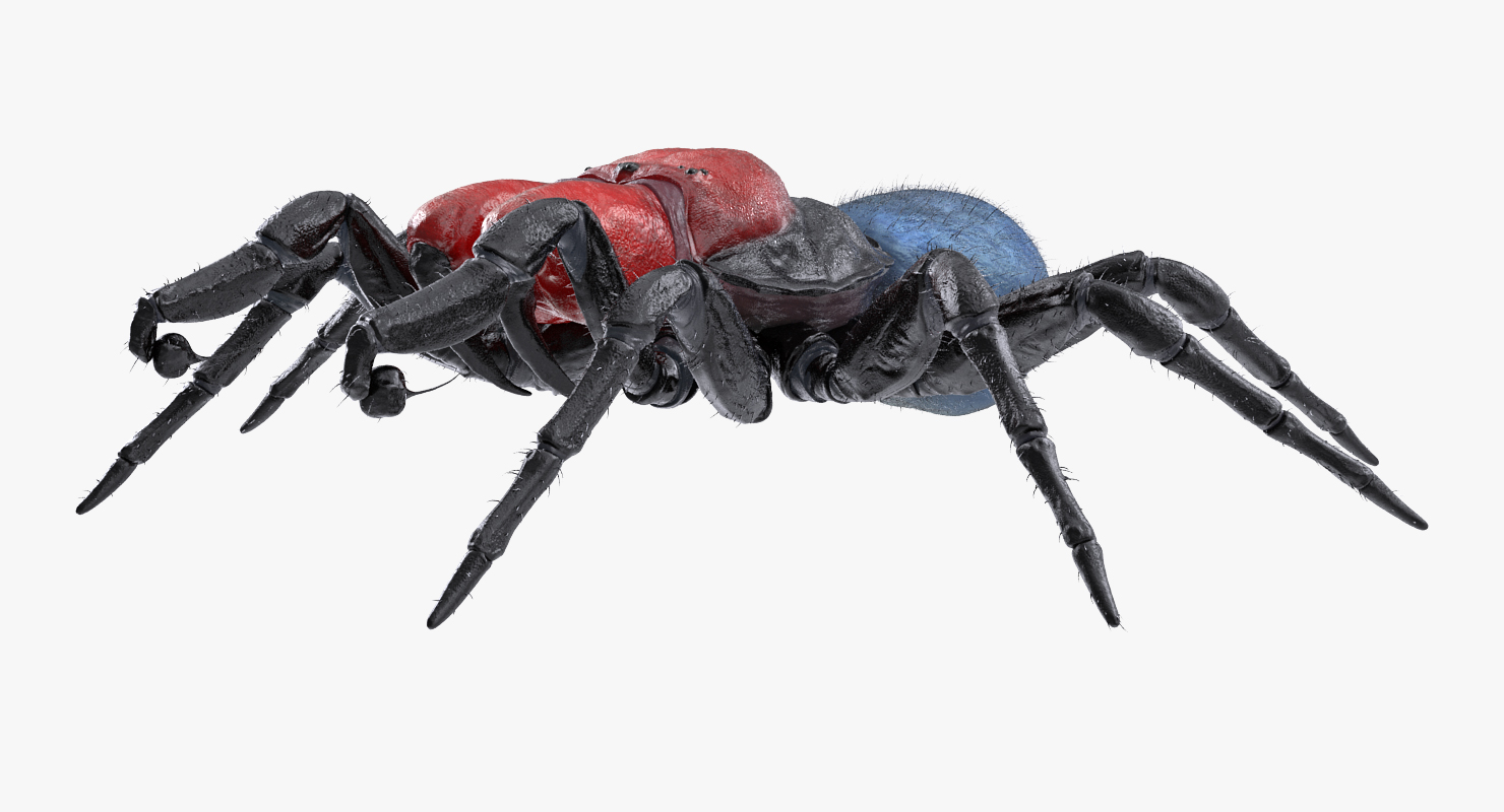 3D model Missulena Occatoria Spider with Fur