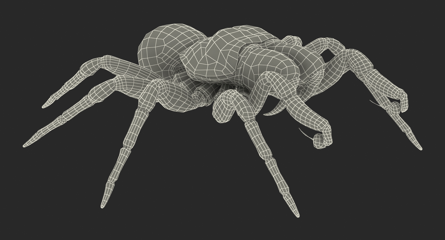 3D model Missulena Occatoria Spider with Fur