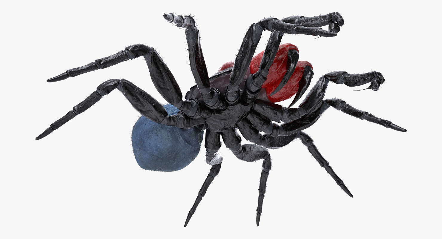 3D model Missulena Occatoria Spider with Fur