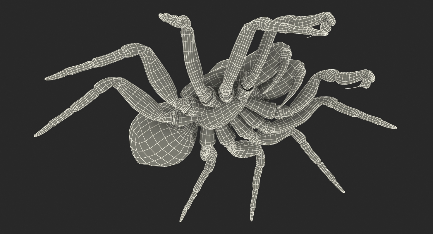 3D model Missulena Occatoria Spider with Fur