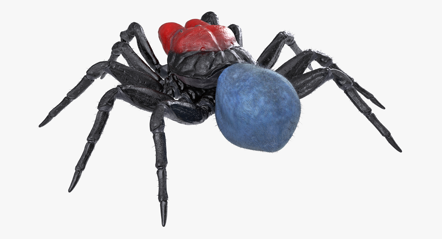 3D model Missulena Occatoria Spider with Fur