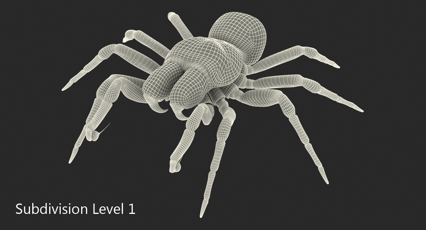 3D model Missulena Occatoria Spider with Fur