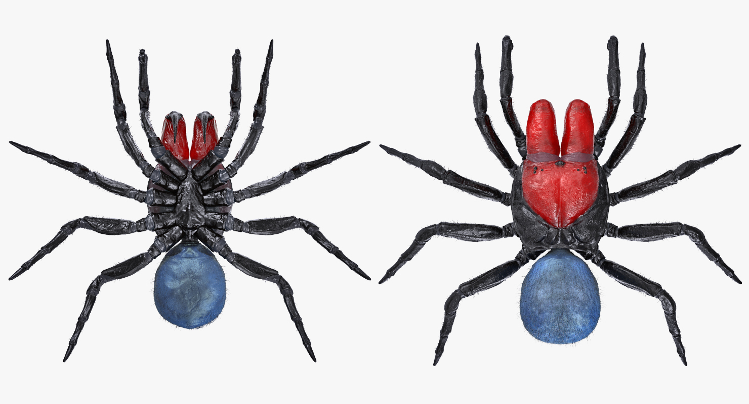 3D model Missulena Occatoria Spider with Fur