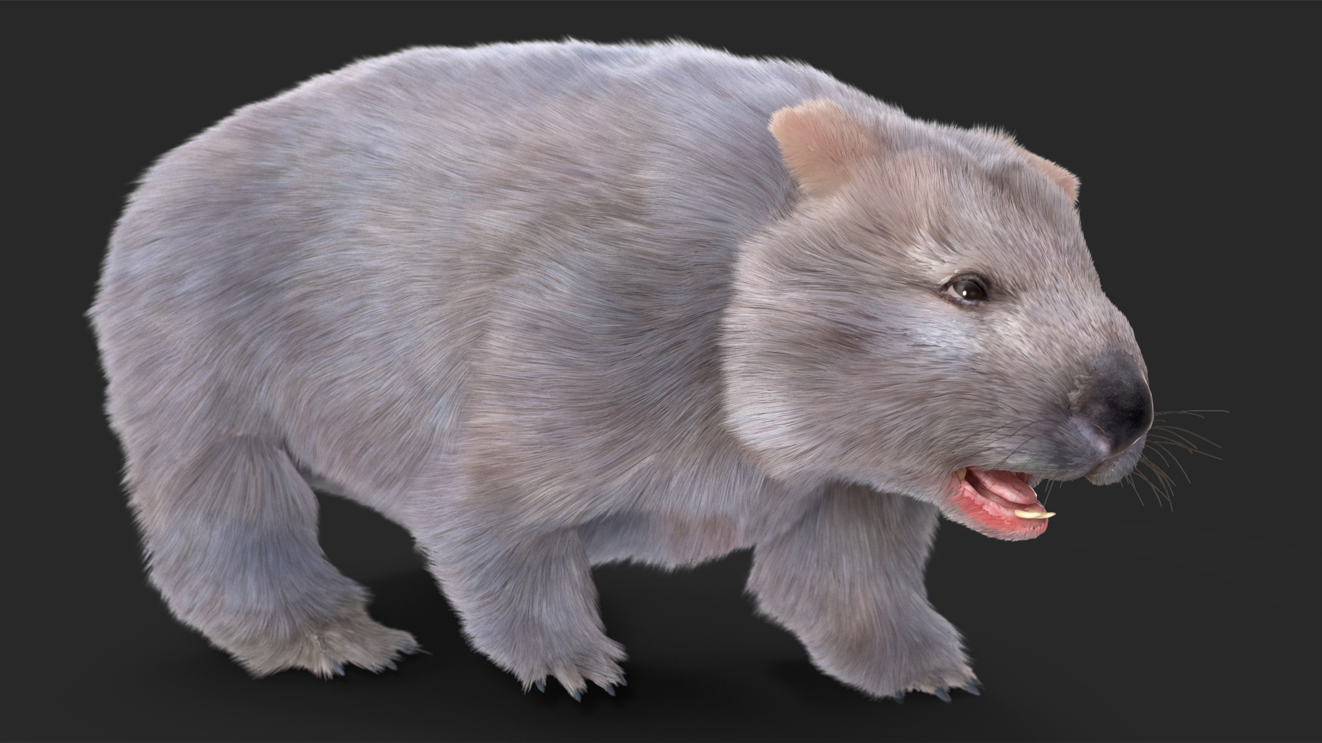 Wombat Grey Fur Rigged 3D