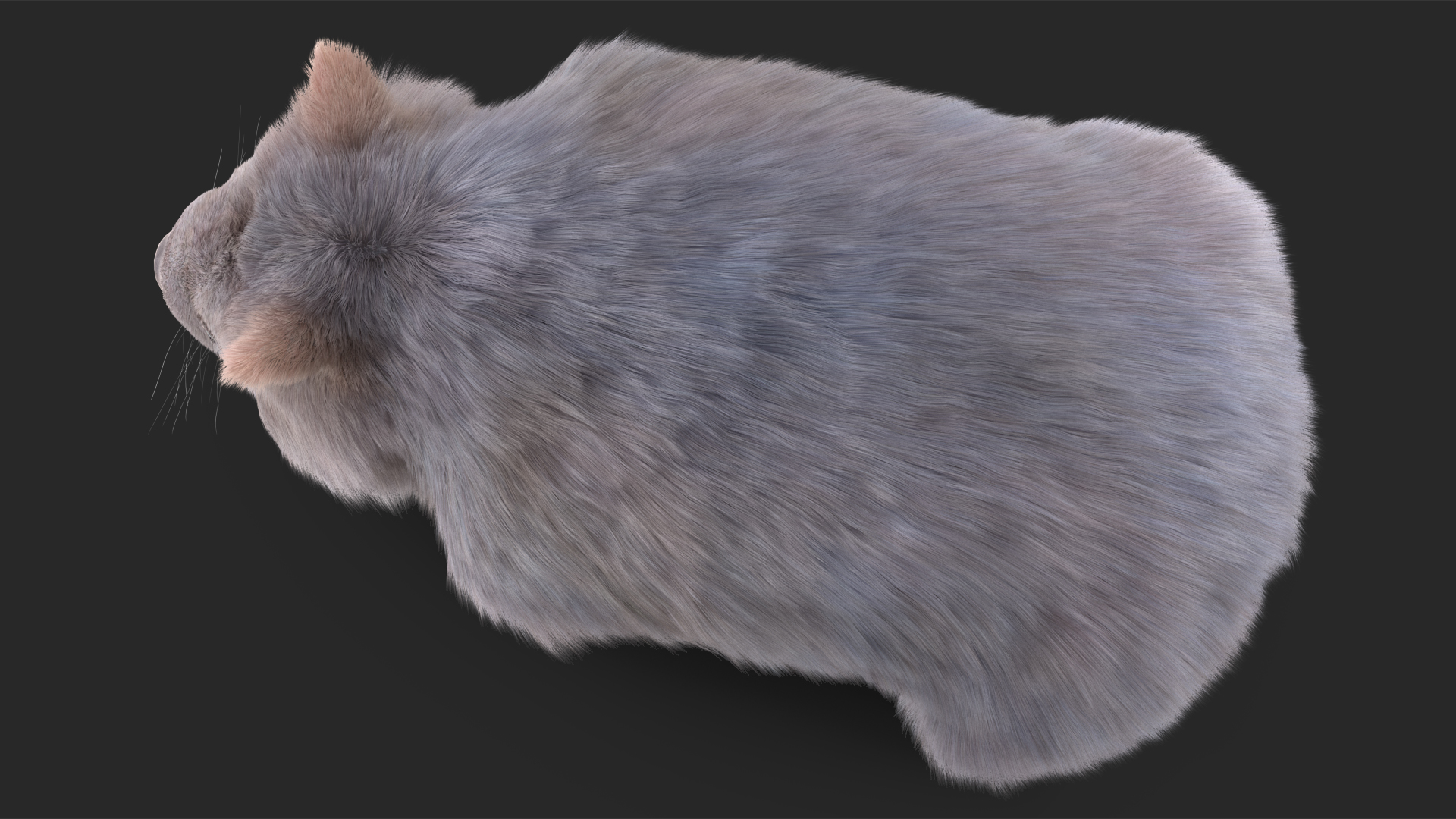 Wombat Grey Fur Rigged 3D