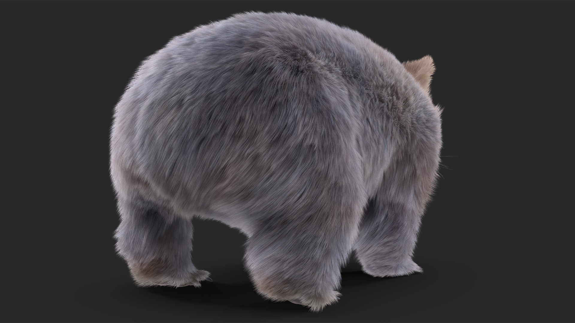 Wombat Grey Fur Rigged 3D