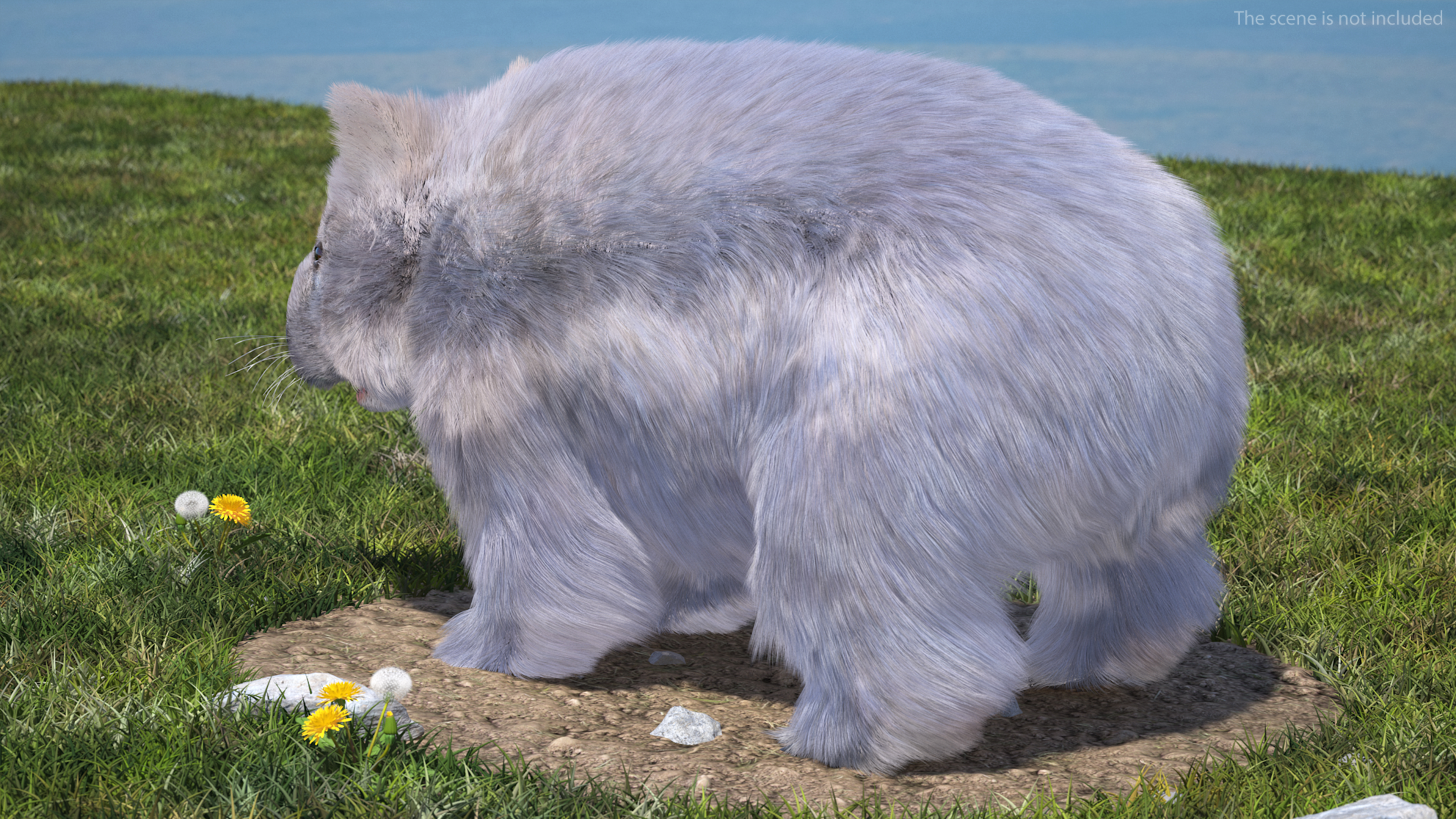 Wombat Grey Fur Rigged 3D