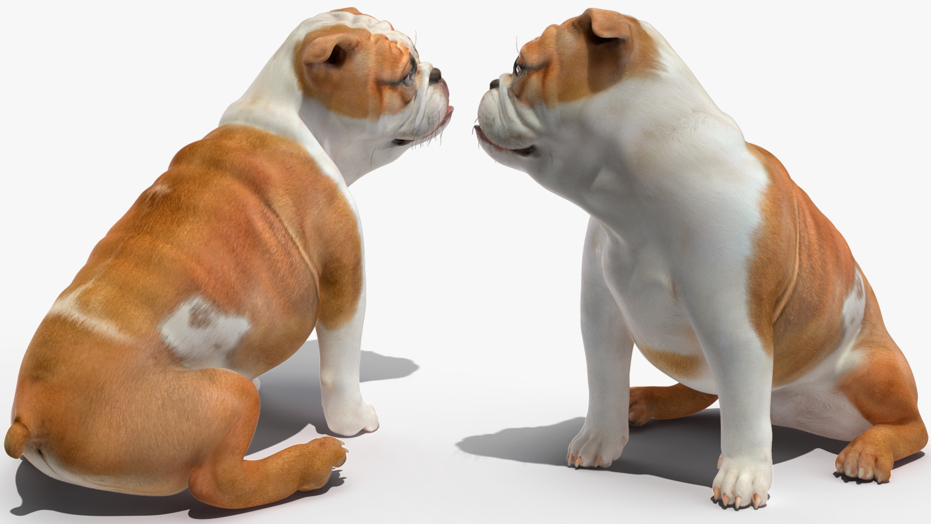 3D Bulldog Rigged for Maya model