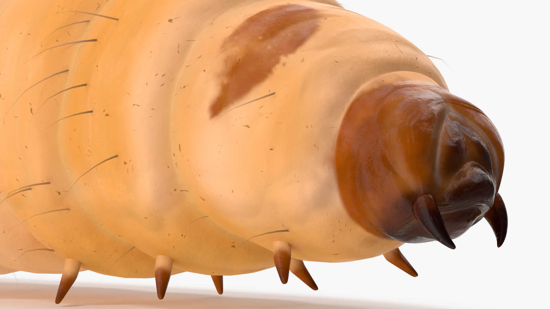 Maggot Fly Fur 3D model