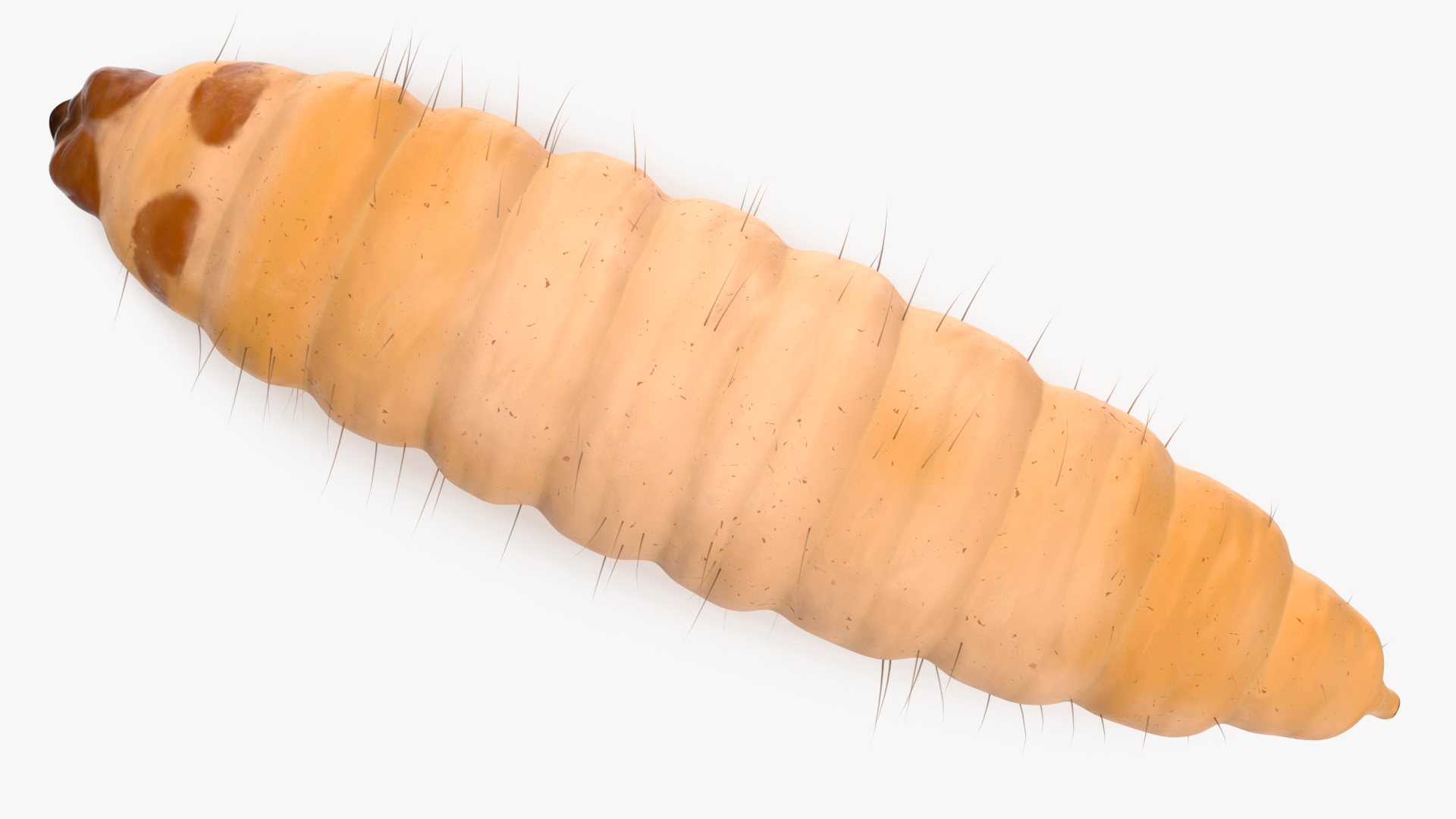 Maggot Fly Fur 3D model