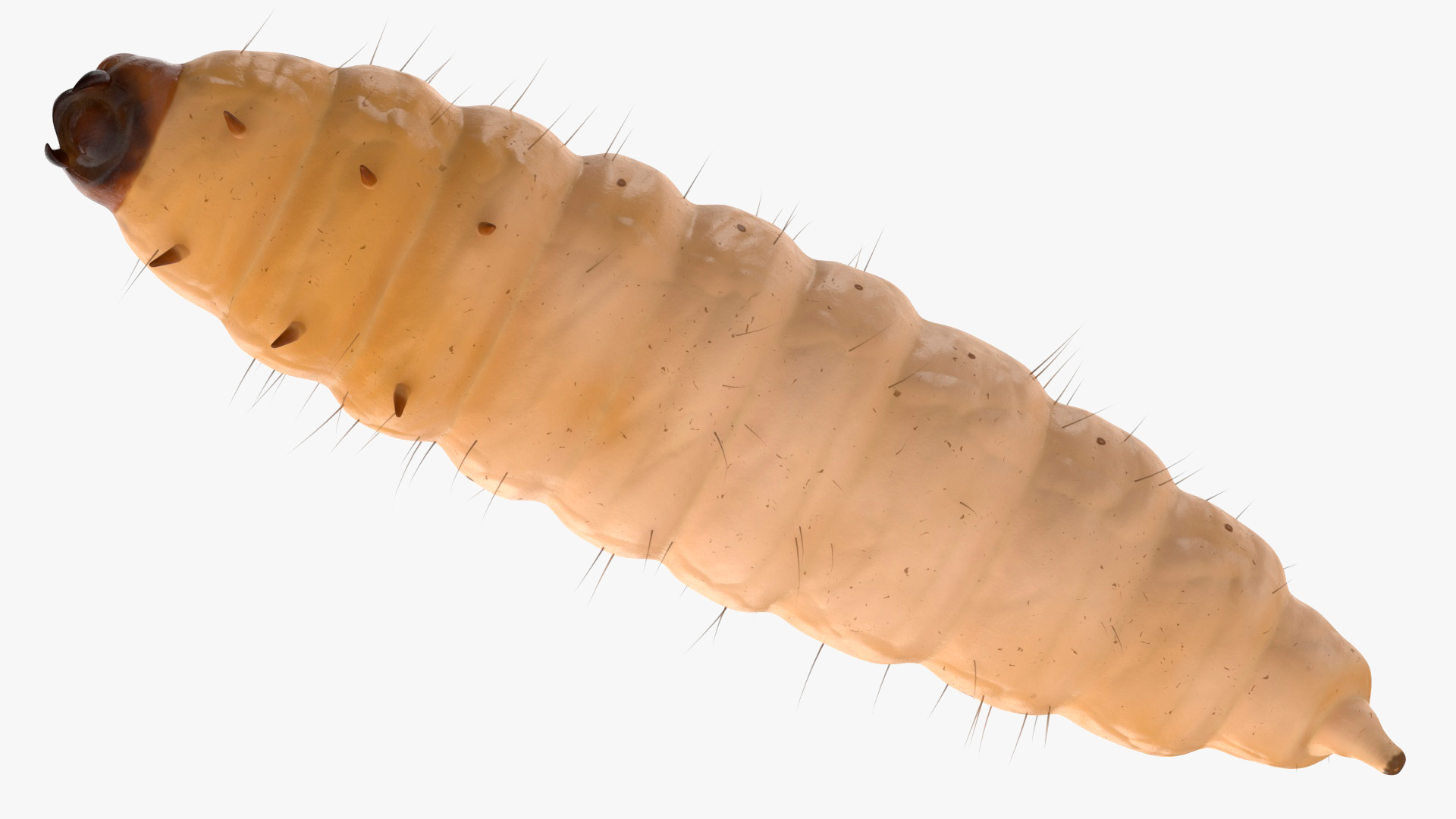 Maggot Fly Fur 3D model