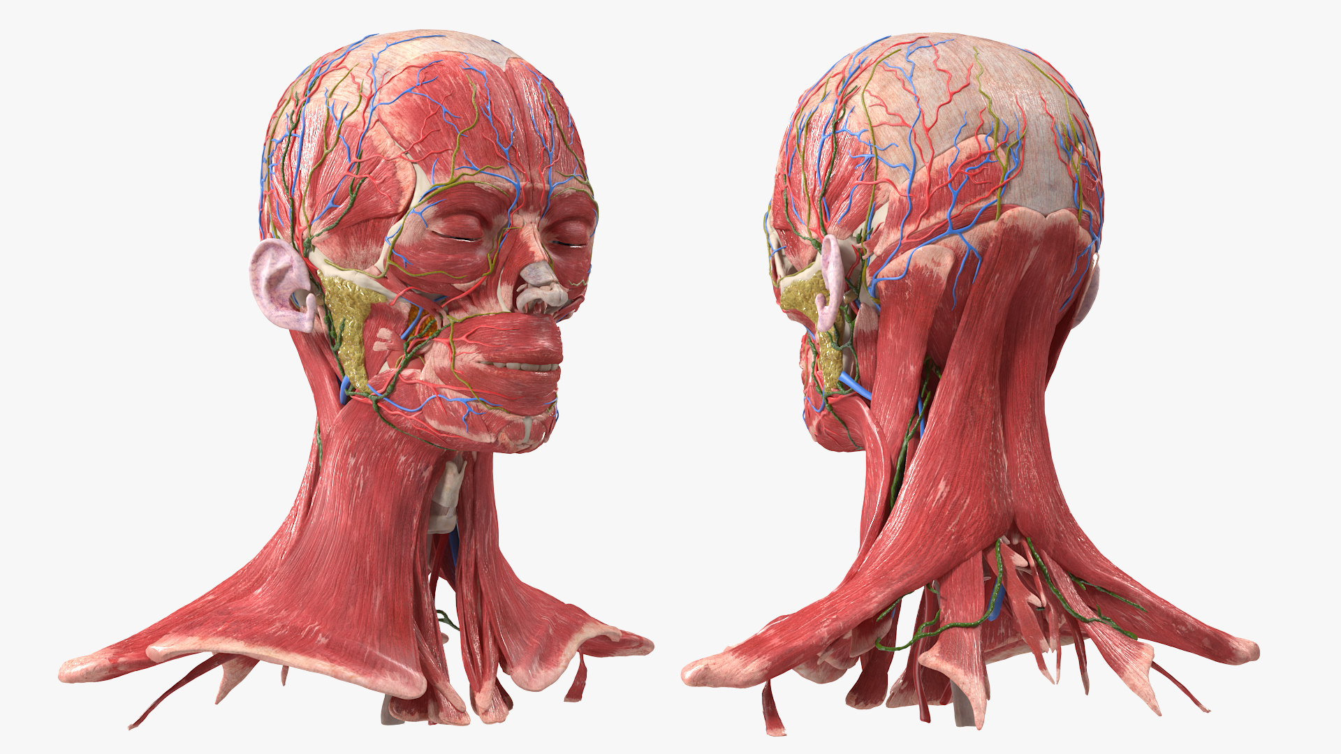 Female Anatomy Head 3D model