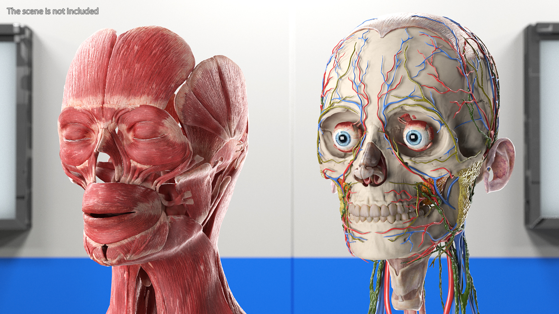 Female Anatomy Head 3D model