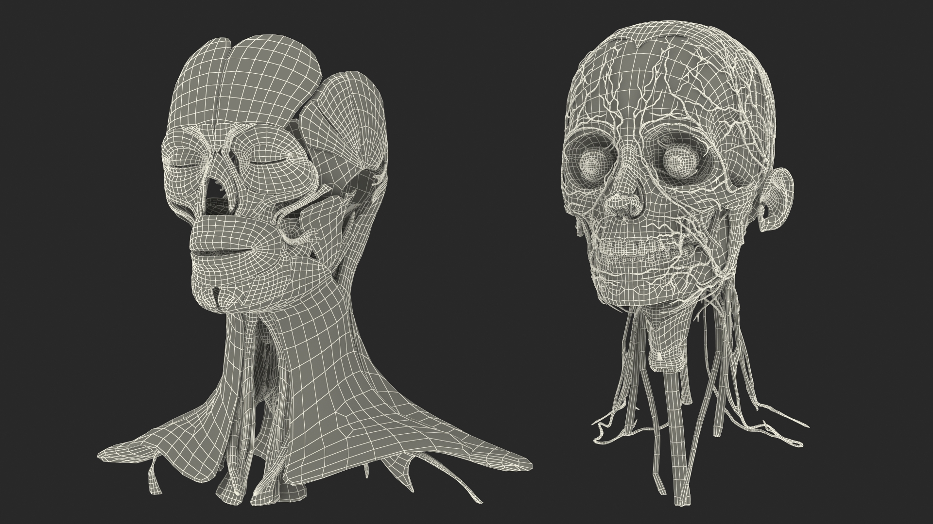 Female Anatomy Head 3D model