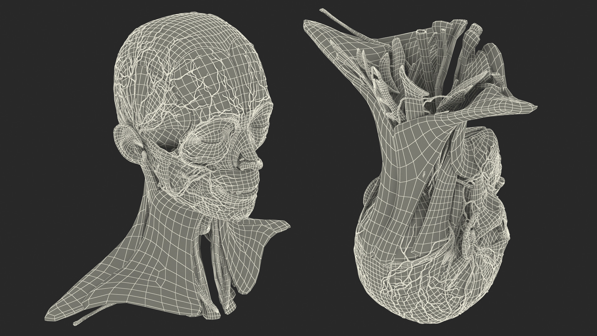 Female Anatomy Head 3D model