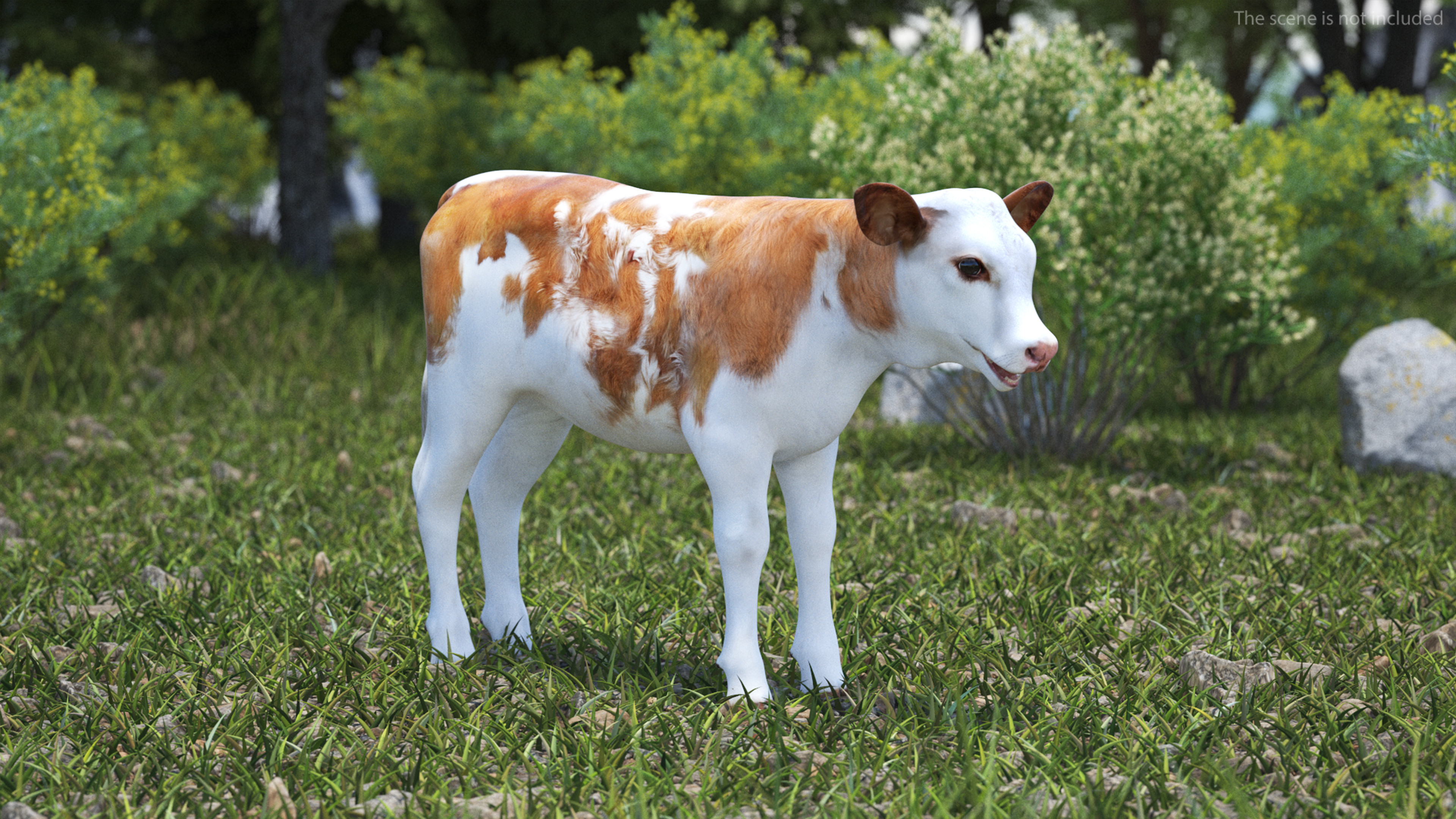 3D model Cow Calf