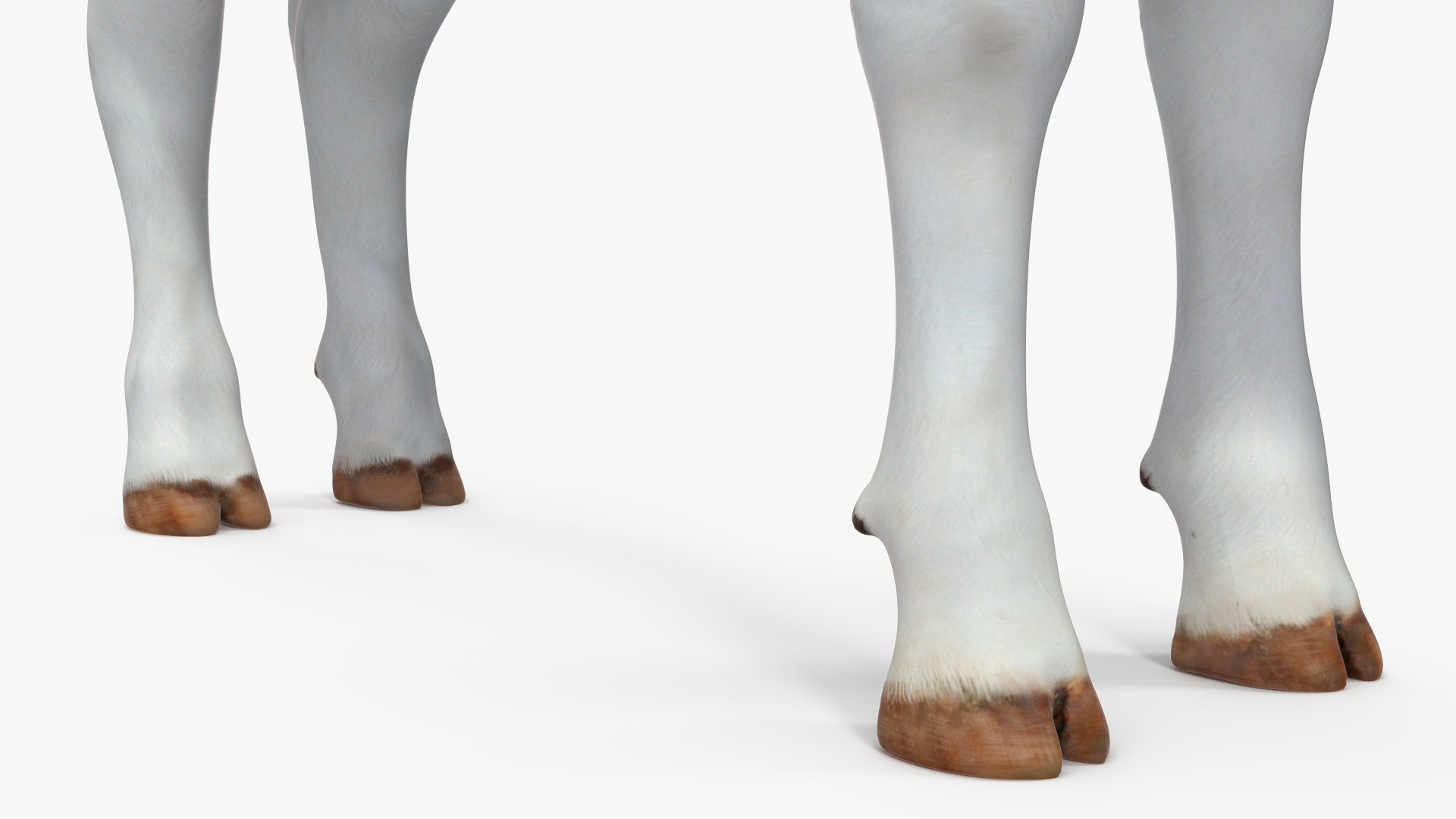 3D model Cow Calf