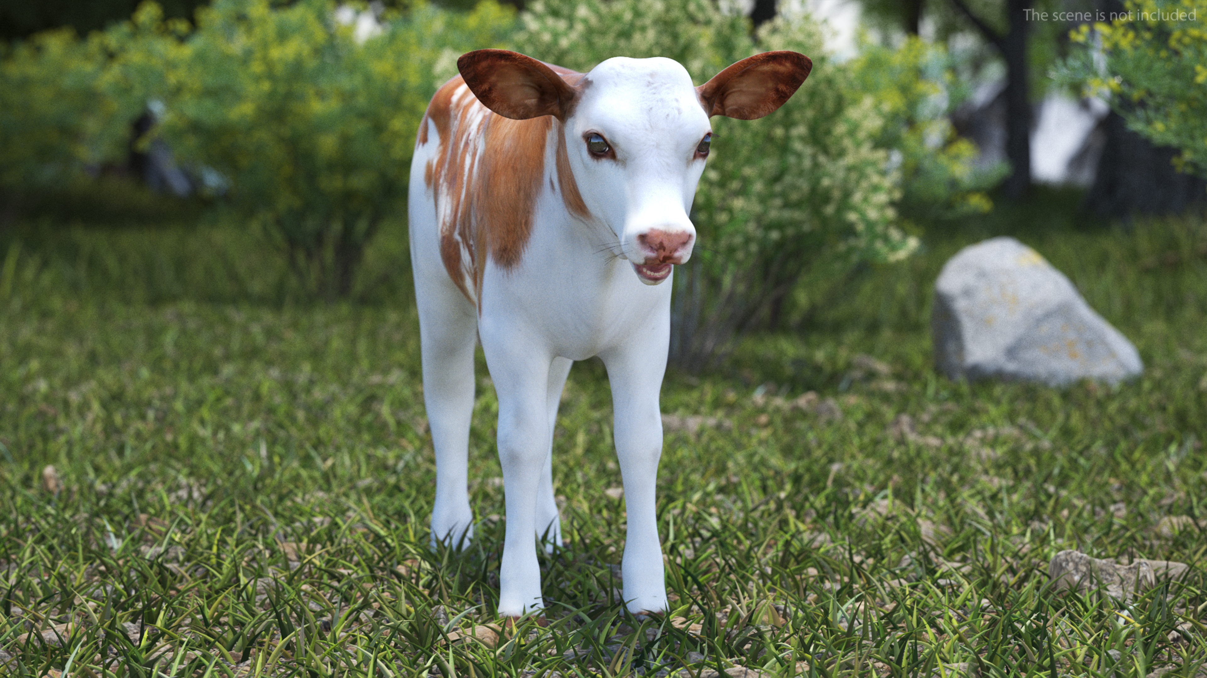 3D model Cow Calf