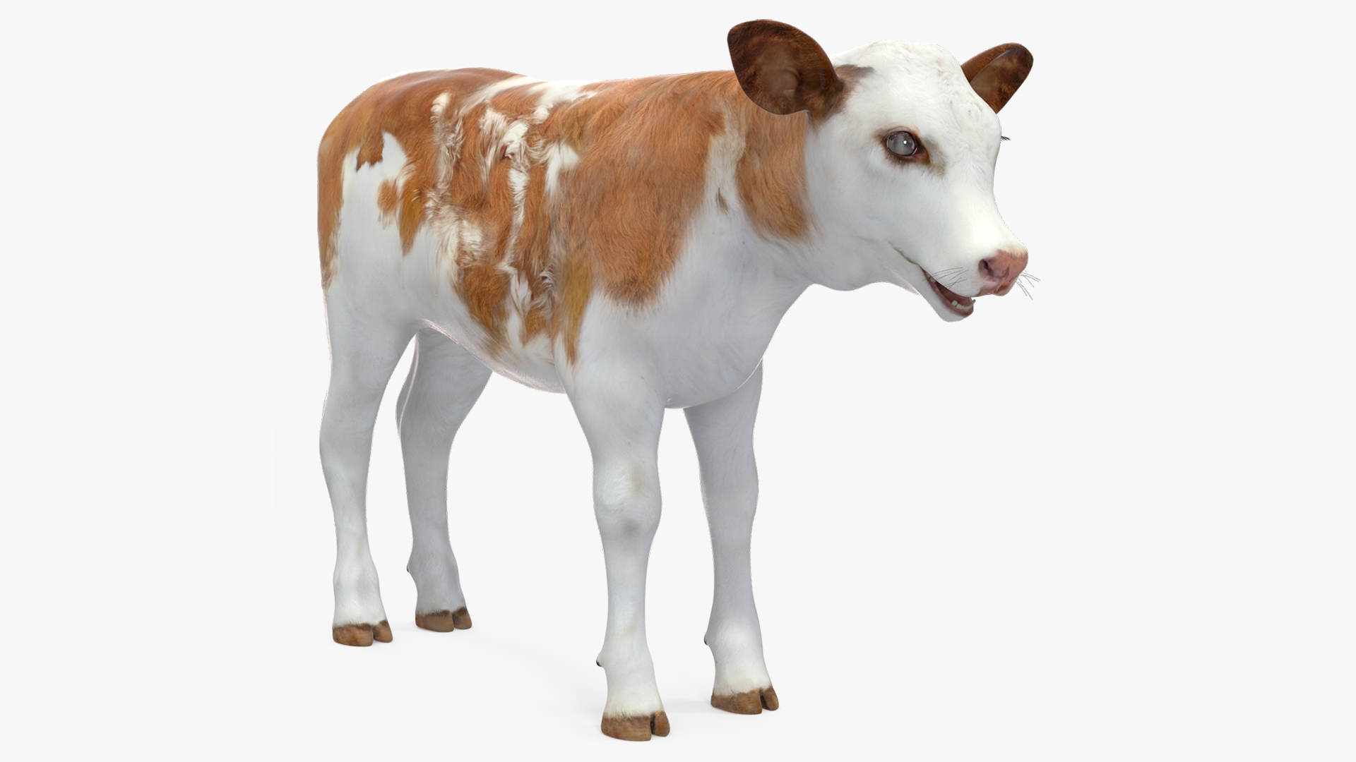 3D model Cow Calf