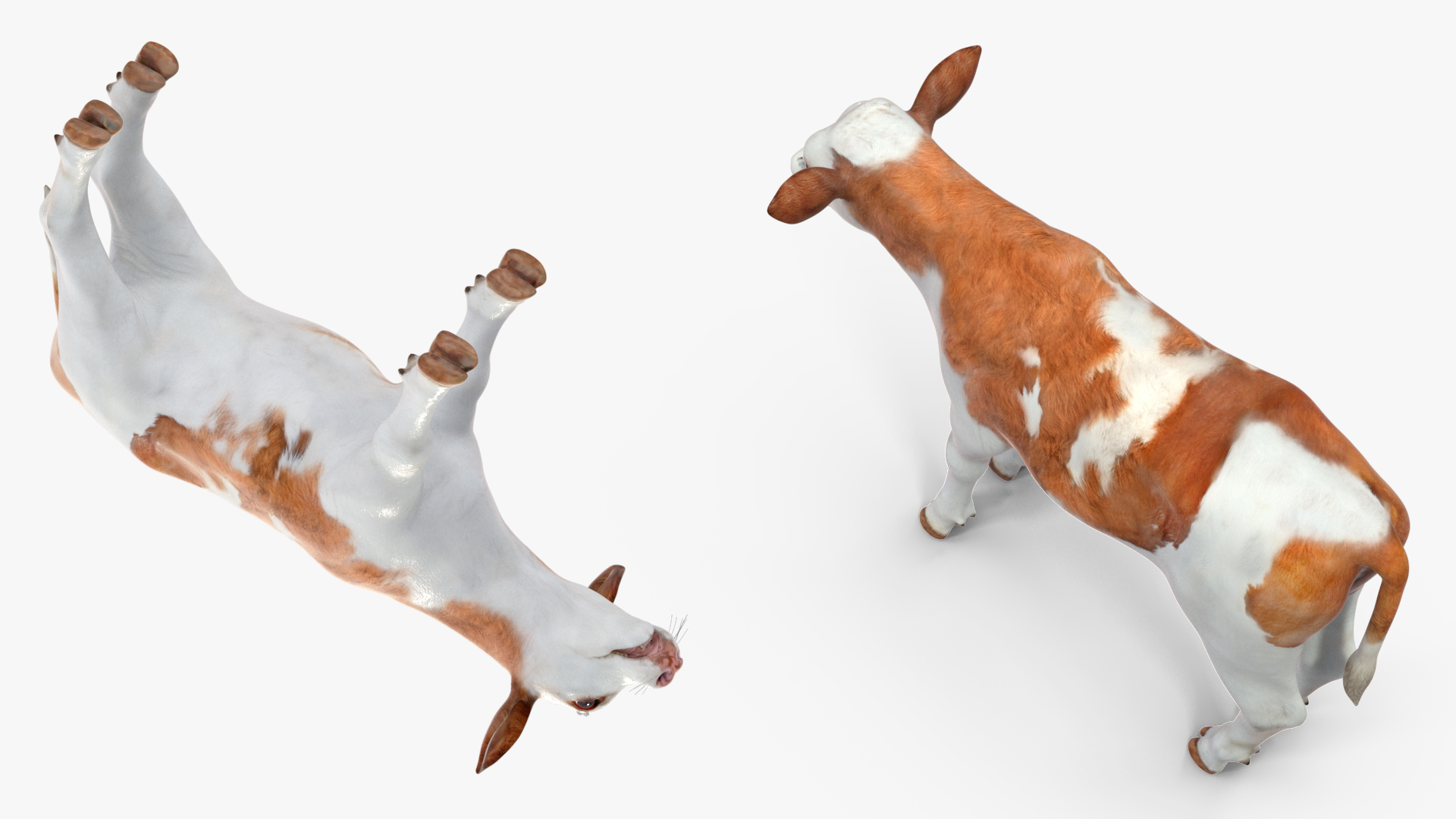 3D model Cow Calf